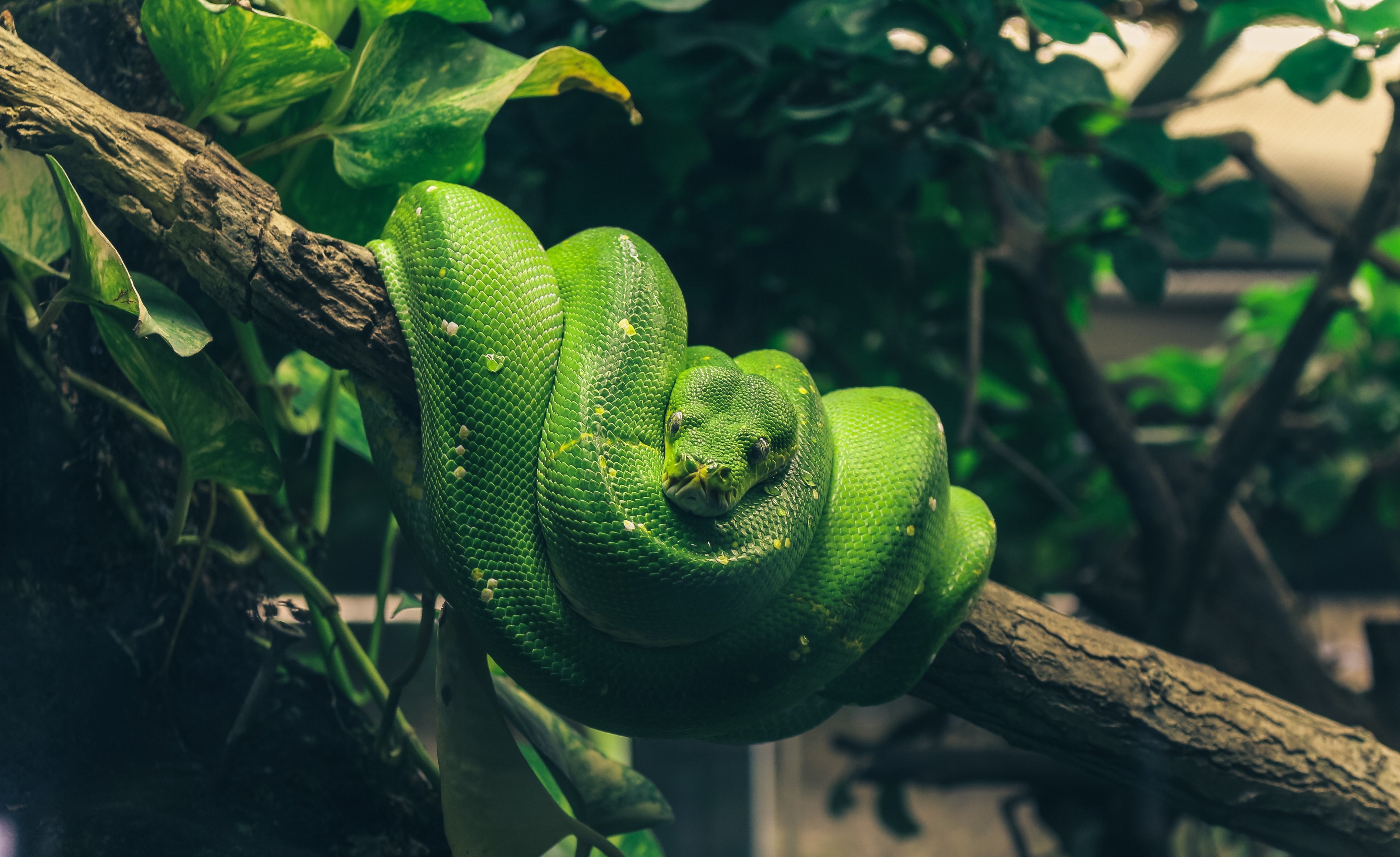 Змеи живут в тропическом лесу. Змея питон зеленый. Зелёный питон пресмыкающиеся?. Зеленый древесный питон. Тропическая змея древесный питон.