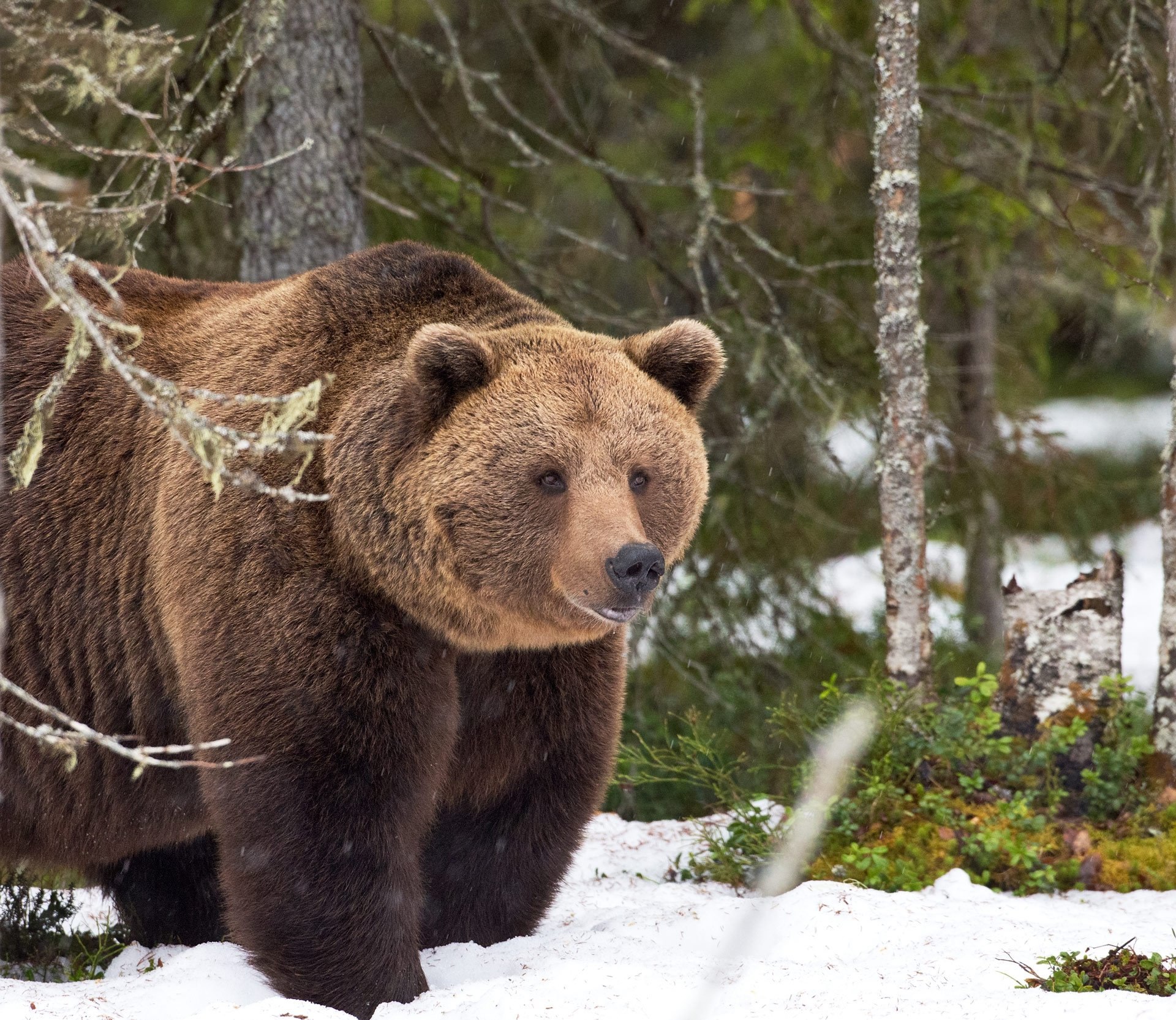 Медведь. Дальневосточный бурый медведь. Сибирский бурый медведь. Европейский бурый медведь. Восточносибирский бурый медведь.