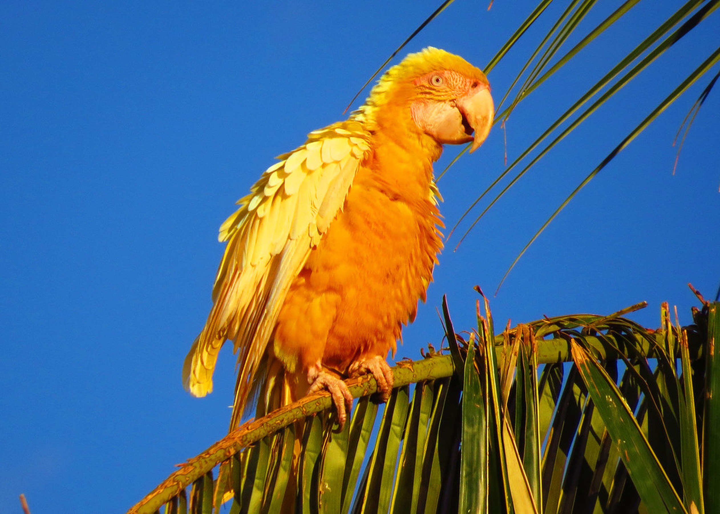 Какаду оранжевый. Попугай ара Бразилия. Попугай ара оранжевый. Попугай ара желтый. Какаду ара бразильский.