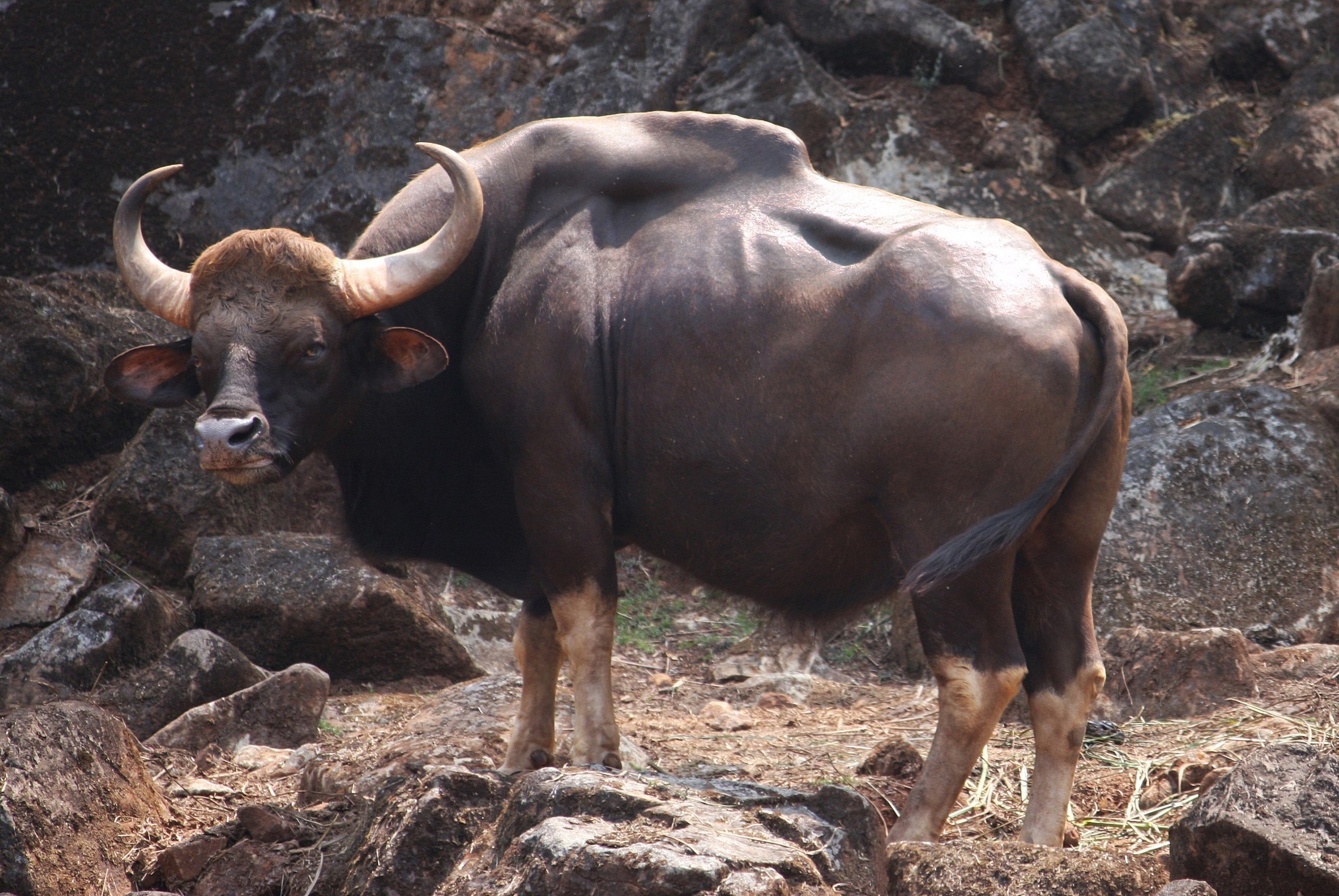 Дикий бык индии 4. Дикий бык Гаур. Гаур гаял. Индийский Лесной бык Гаур. Дикий бык бантенг.