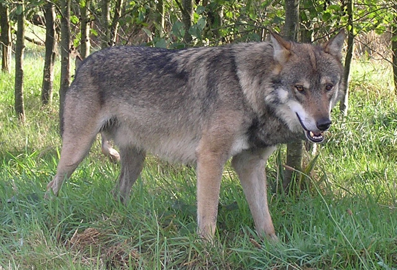 Волк евразии. Евразийский волк. Монгольский Степной волк. Евроазиатский волк.