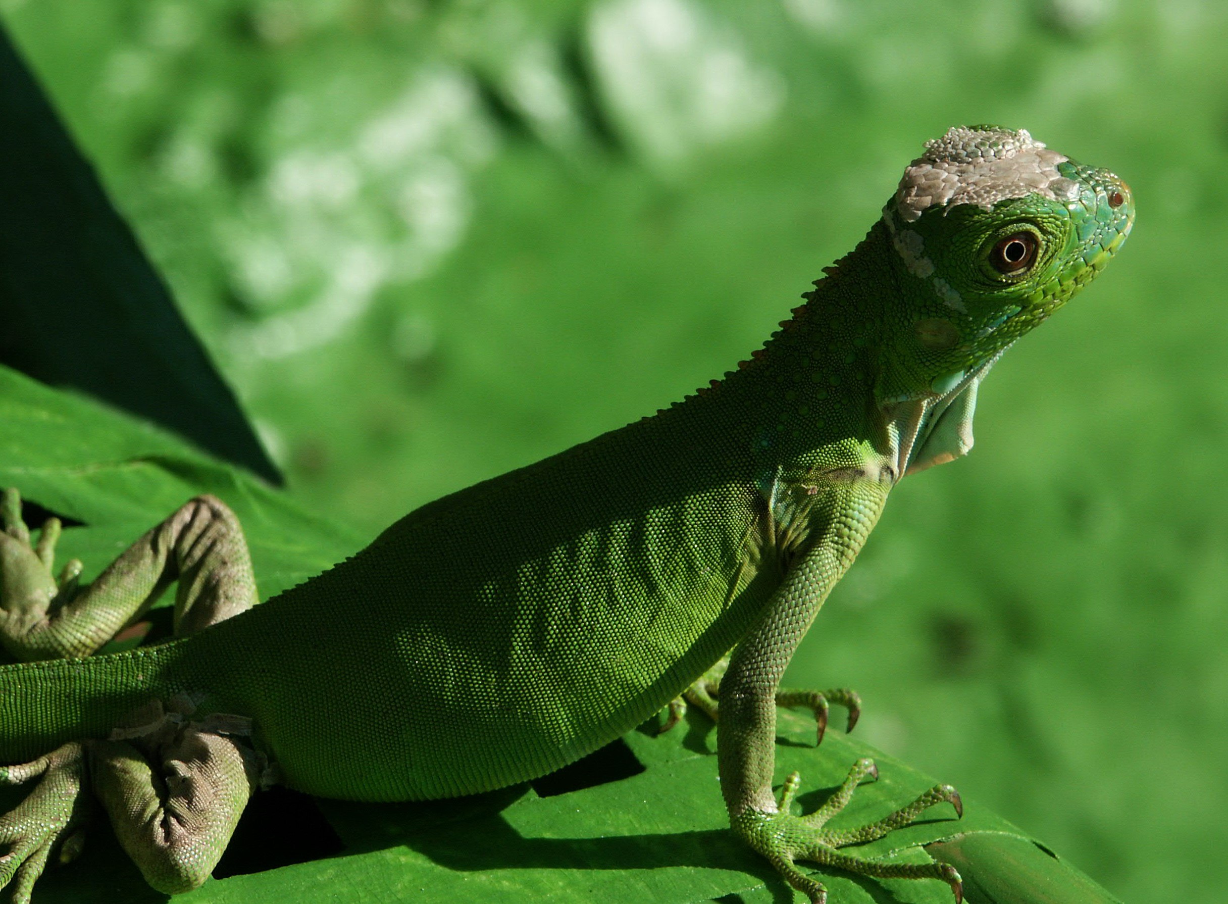 Маленькая игуана. Обыкновенная игуана. Iguana Iguana маленькая. Красная игуана. Игуана маленькая.