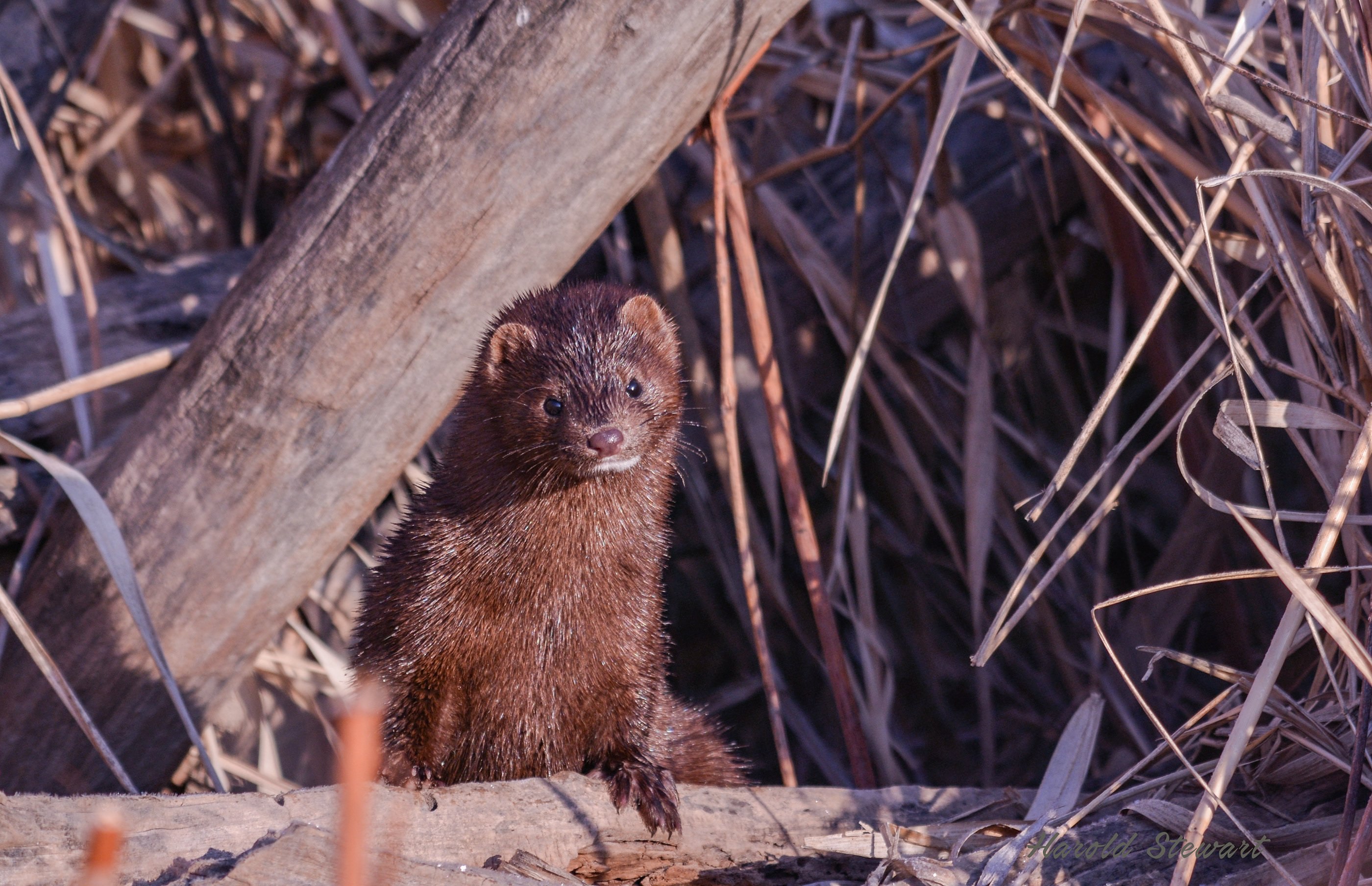 Норка животное. Американская норка (Mustela Vison). Европейская норка Mustela lutreola (Linnaeus, 1761). Кавказская европейская норка Mustela lutreola turovi. Норка Уральская.