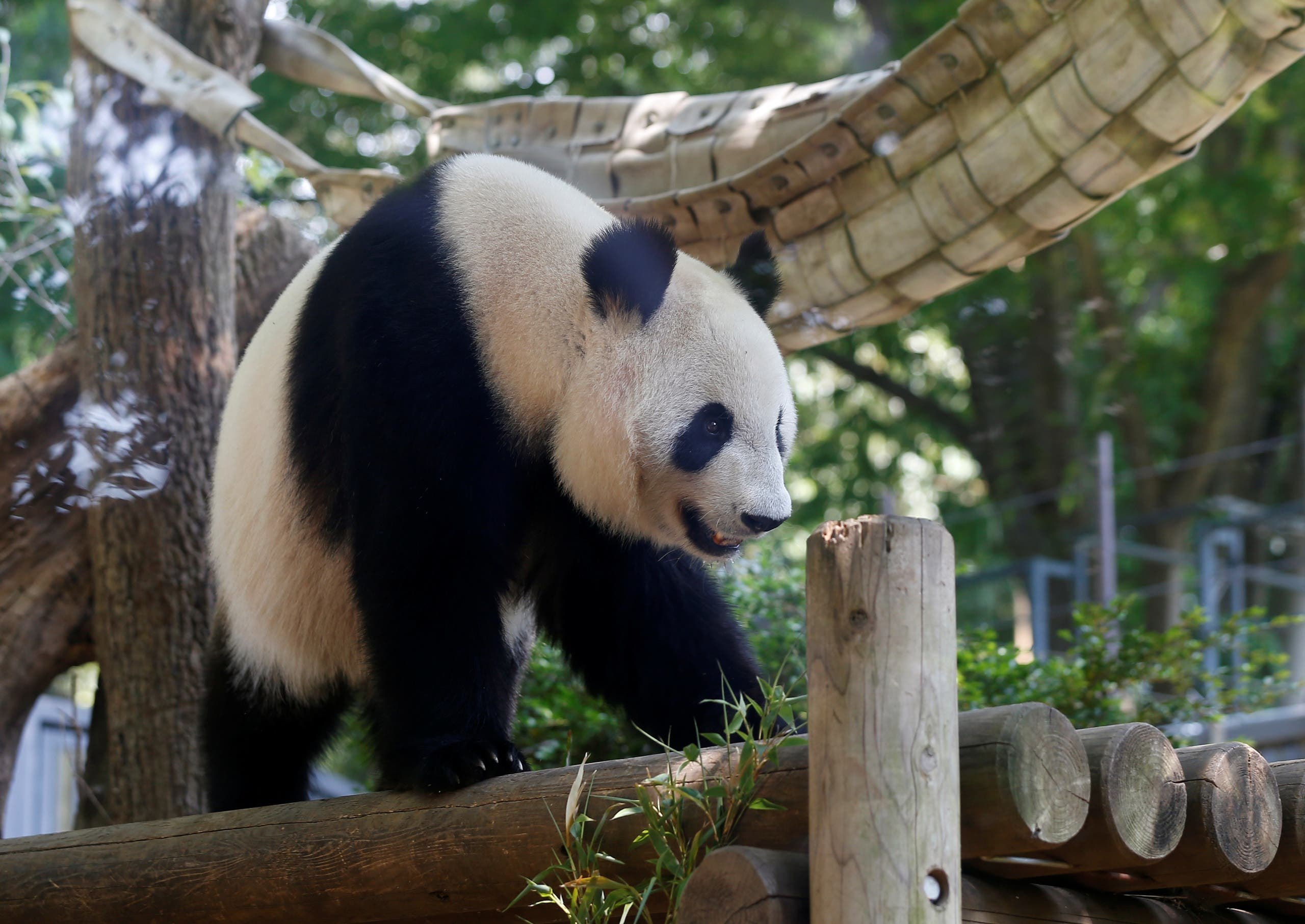 Панда линг. Панды в зоопарке Уэно. Японская Панда. Панда в Японии.