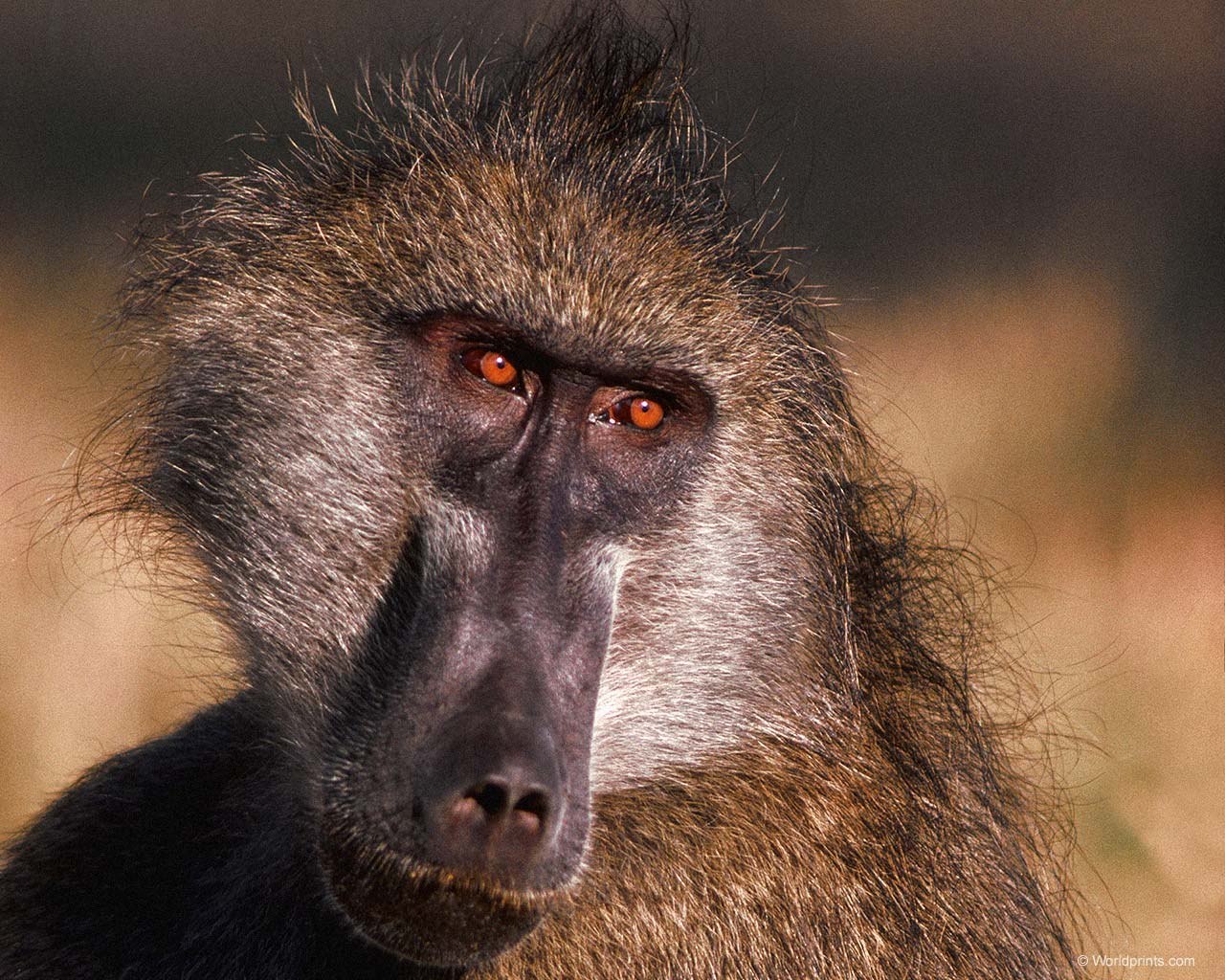 Baboon перевод. Павиан Африканский. Собакоголовые павианы. Обезьяна павиан Бабуин. Африканский Бабуин.