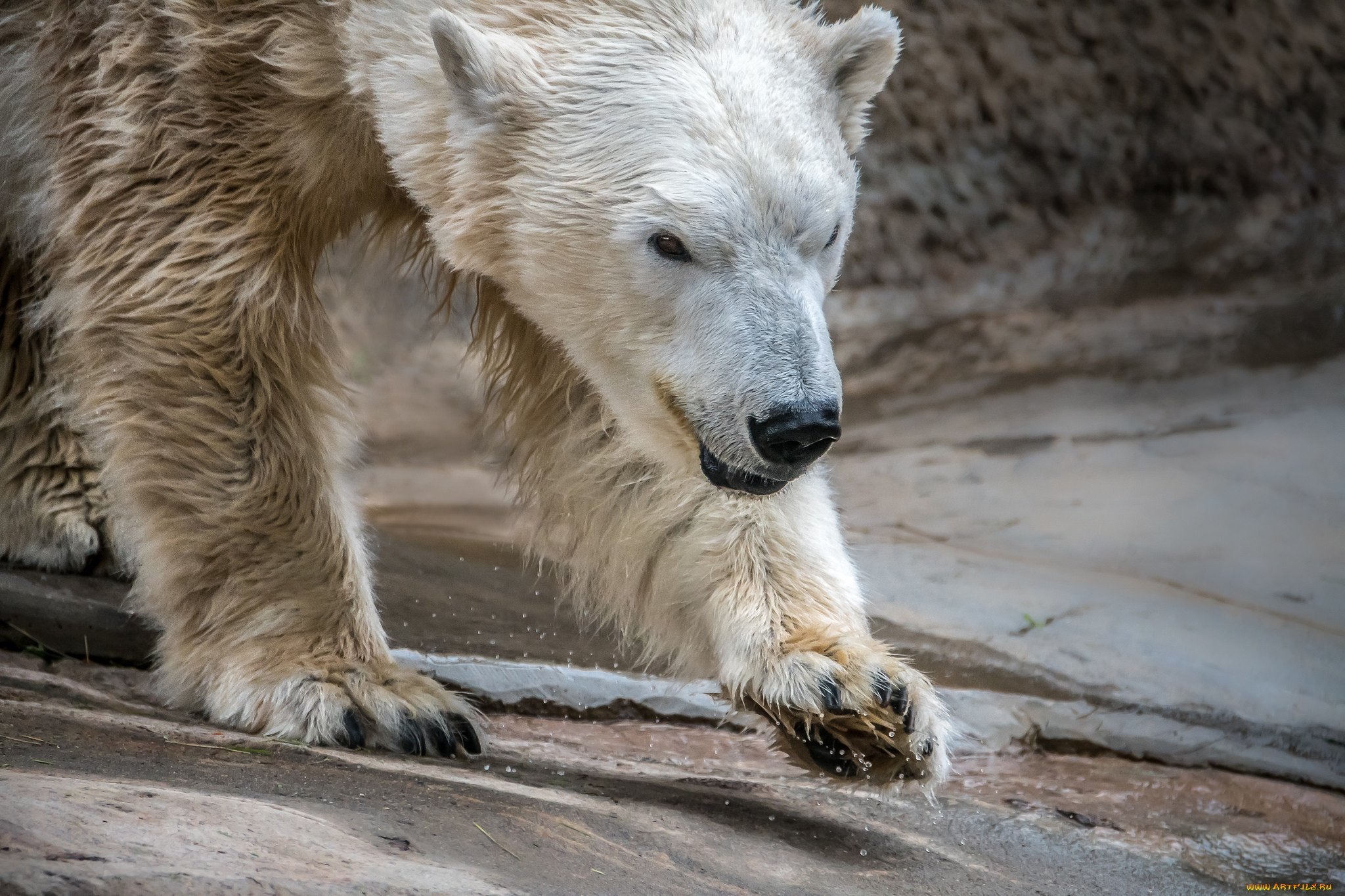 Bear 14. Лунный медведь. Лапа белого медведя. Животное лунный медведь. Выдающиеся звери медведь.