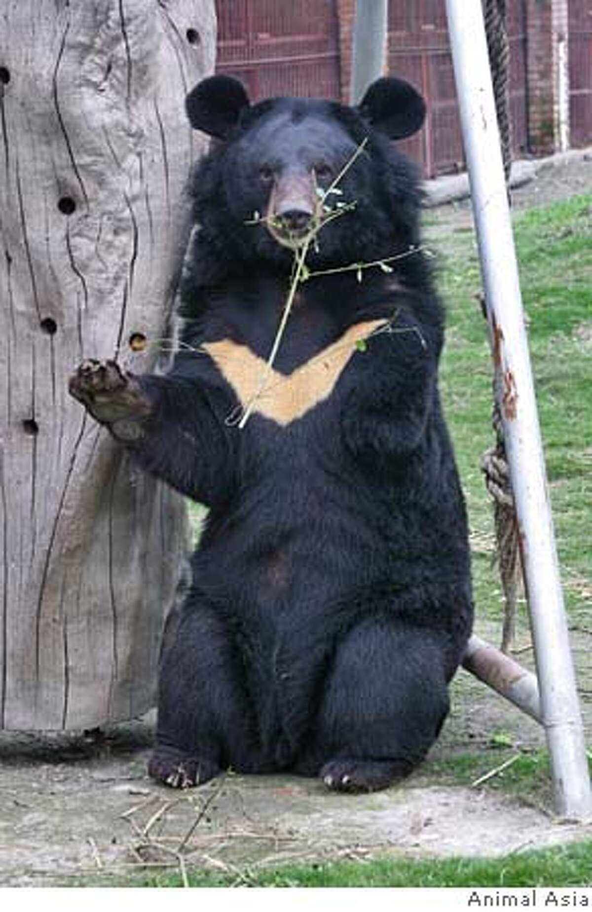 Back bear. Гималайский медведь. Белогрудый медведь. Белогрудый медведь и Гималайский медведь. Бурый и белогрудый медведь.