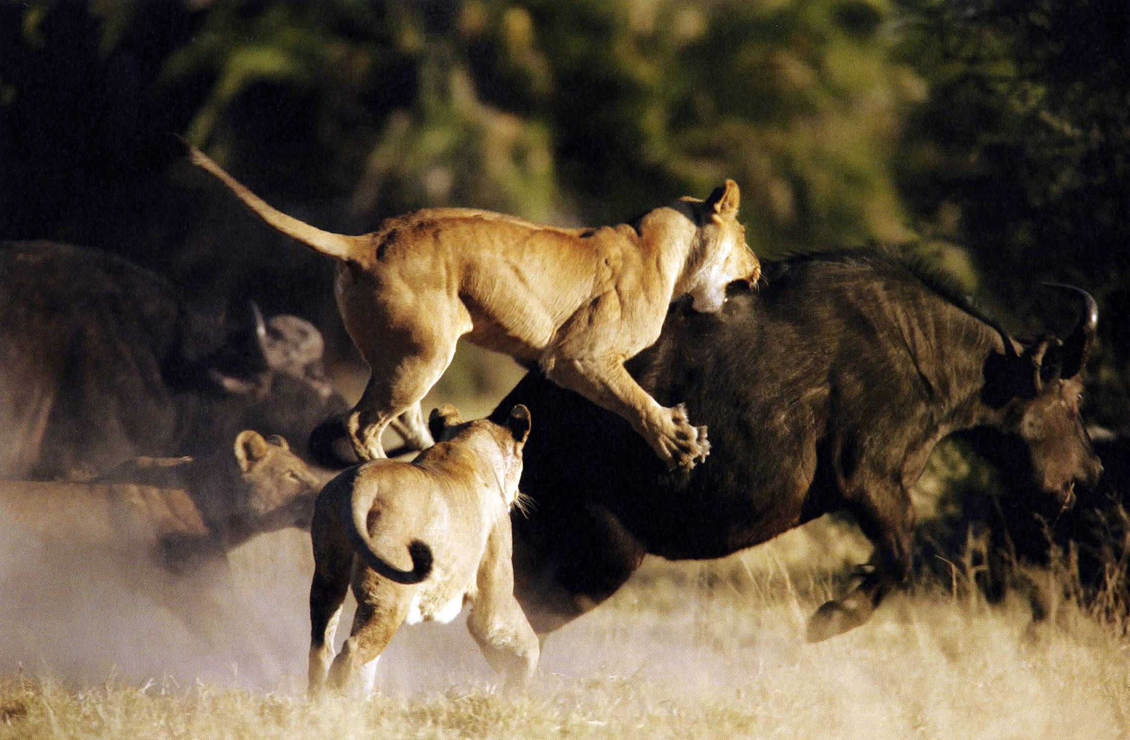Размножение хищников. Охота Львов в дикой природе на буйволов. Львиный Прайд в дикой природе. Прайд Львов против буйвола. Прайд Львов охота на буйволов.