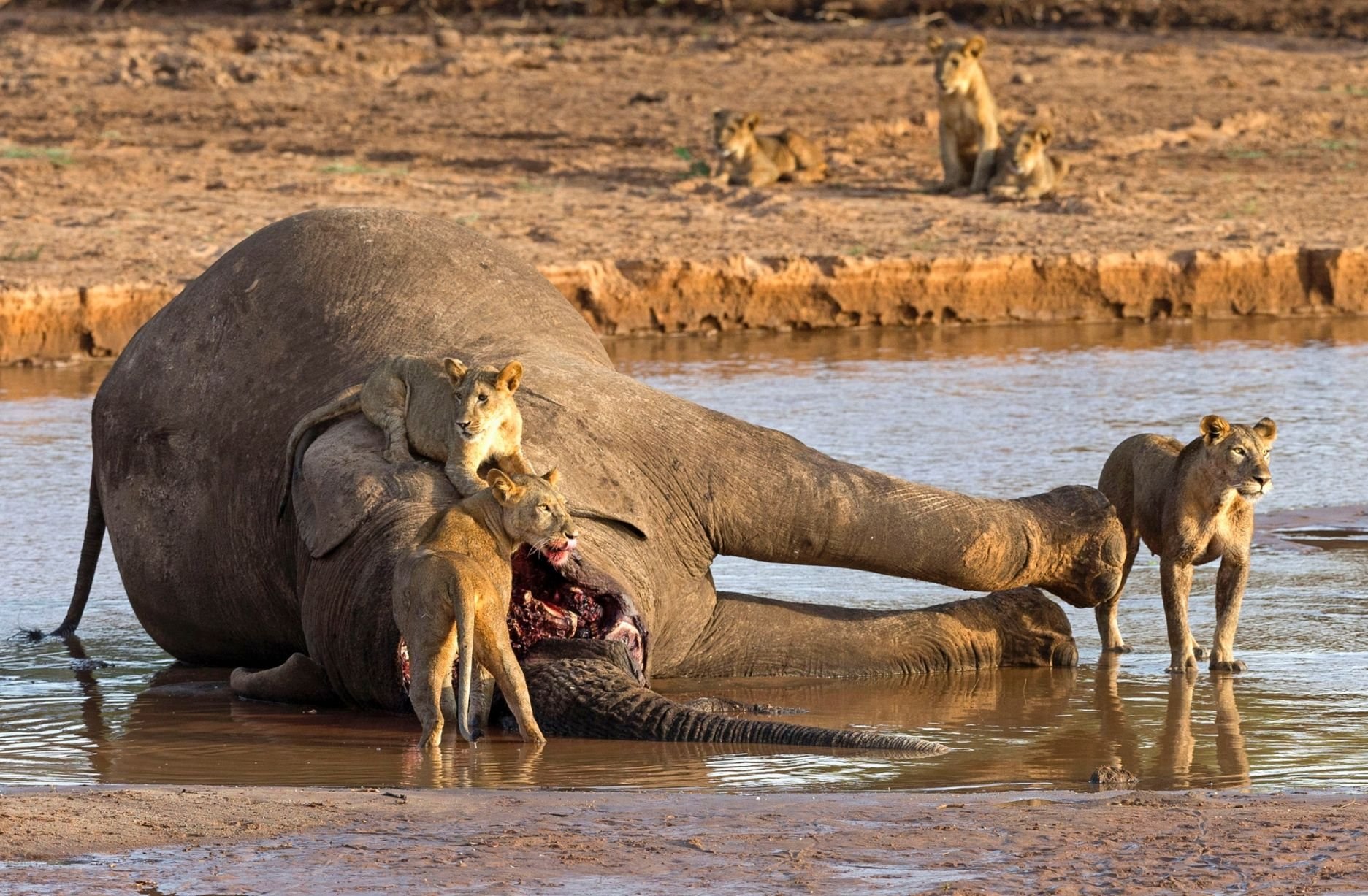 Смочь нападение. Бегемот против крокодила носорога слона. Слоны в дикой природе.