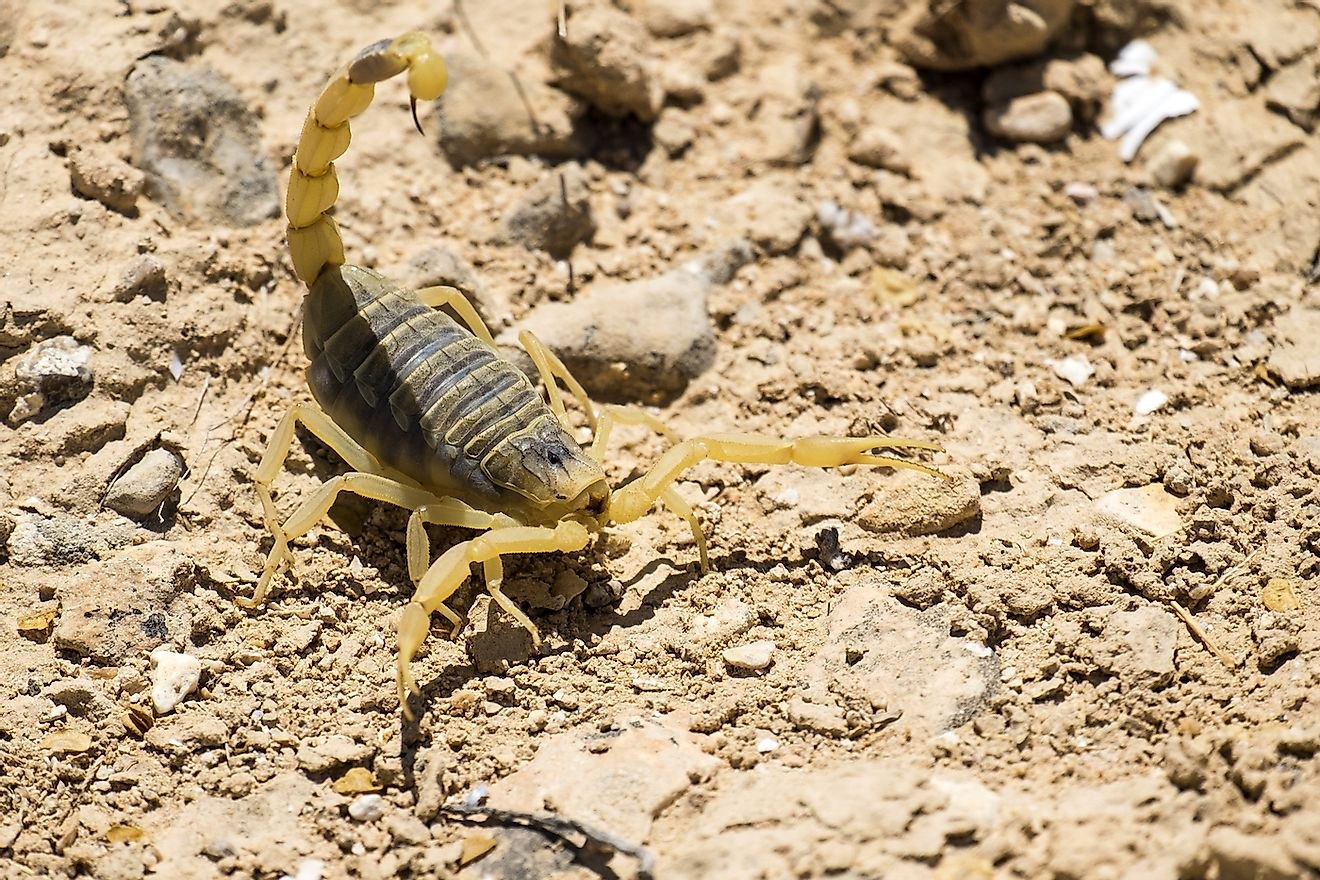 Скорпион Leiurus quinquestriatus (Deathstalker)