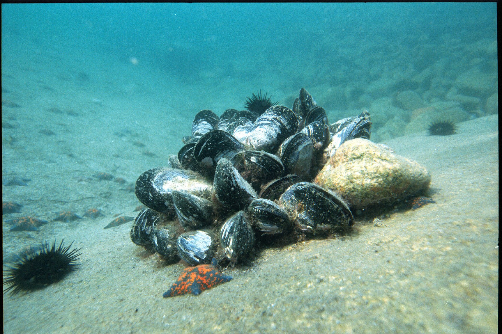 Популяции моллюсков