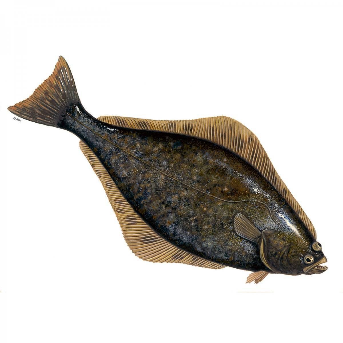 палтус фото живой рыбы с головой