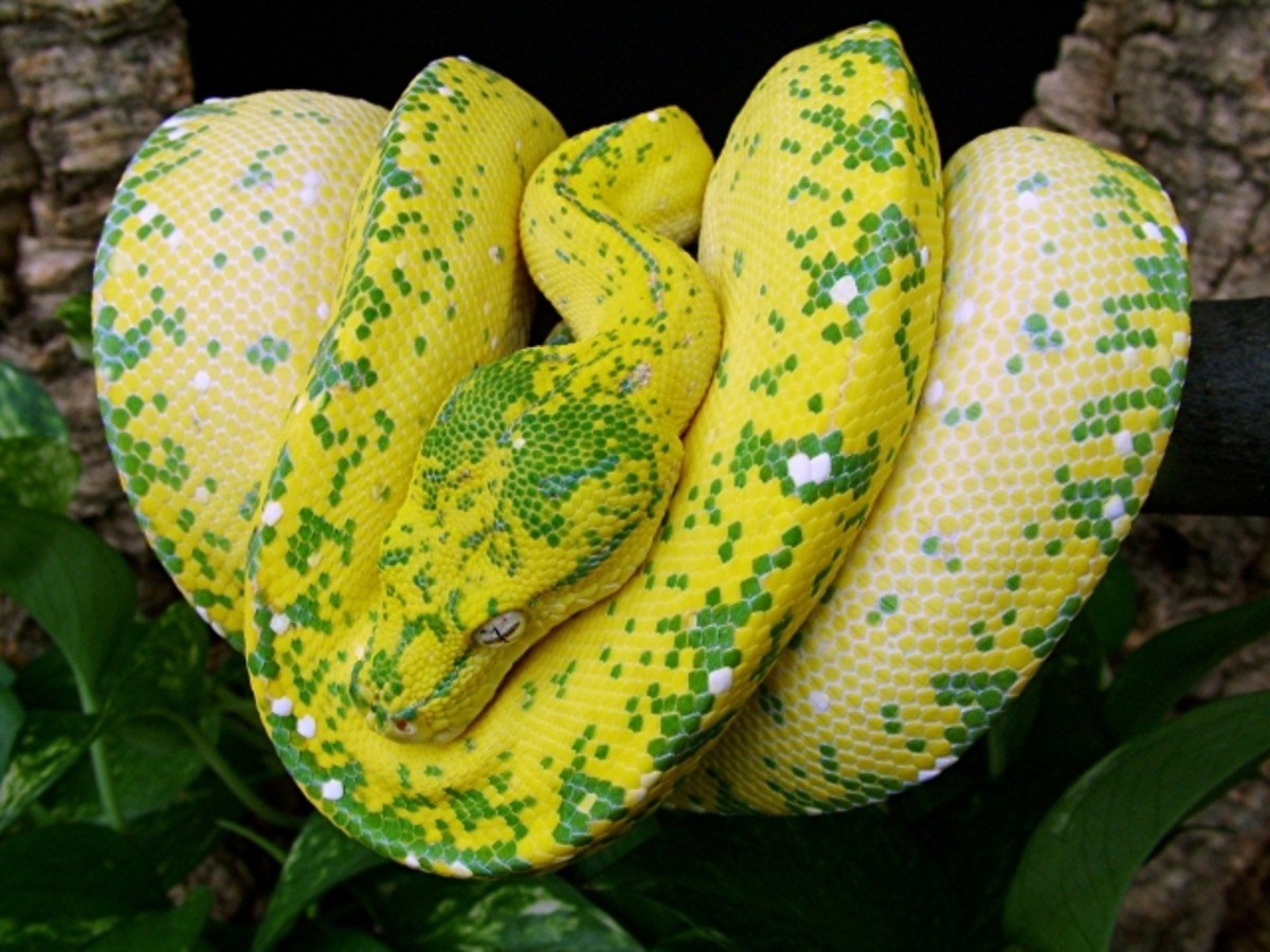 Белая анаконда. Питон Еллоу. Желтая Анаконда. Зеленый питон желтый. Королевская банановая змея.