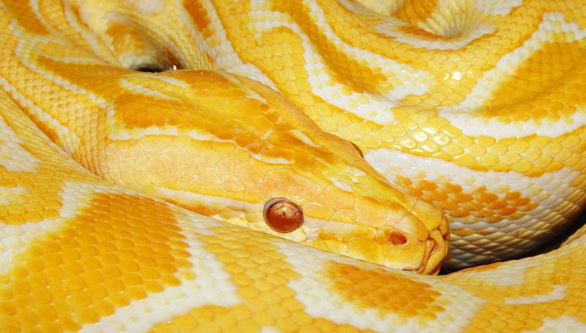 Красно желтая змея. Тигровый питон альбинос. Змея тигровый питон. Змея питон альбинос. Королевский питон желтый.