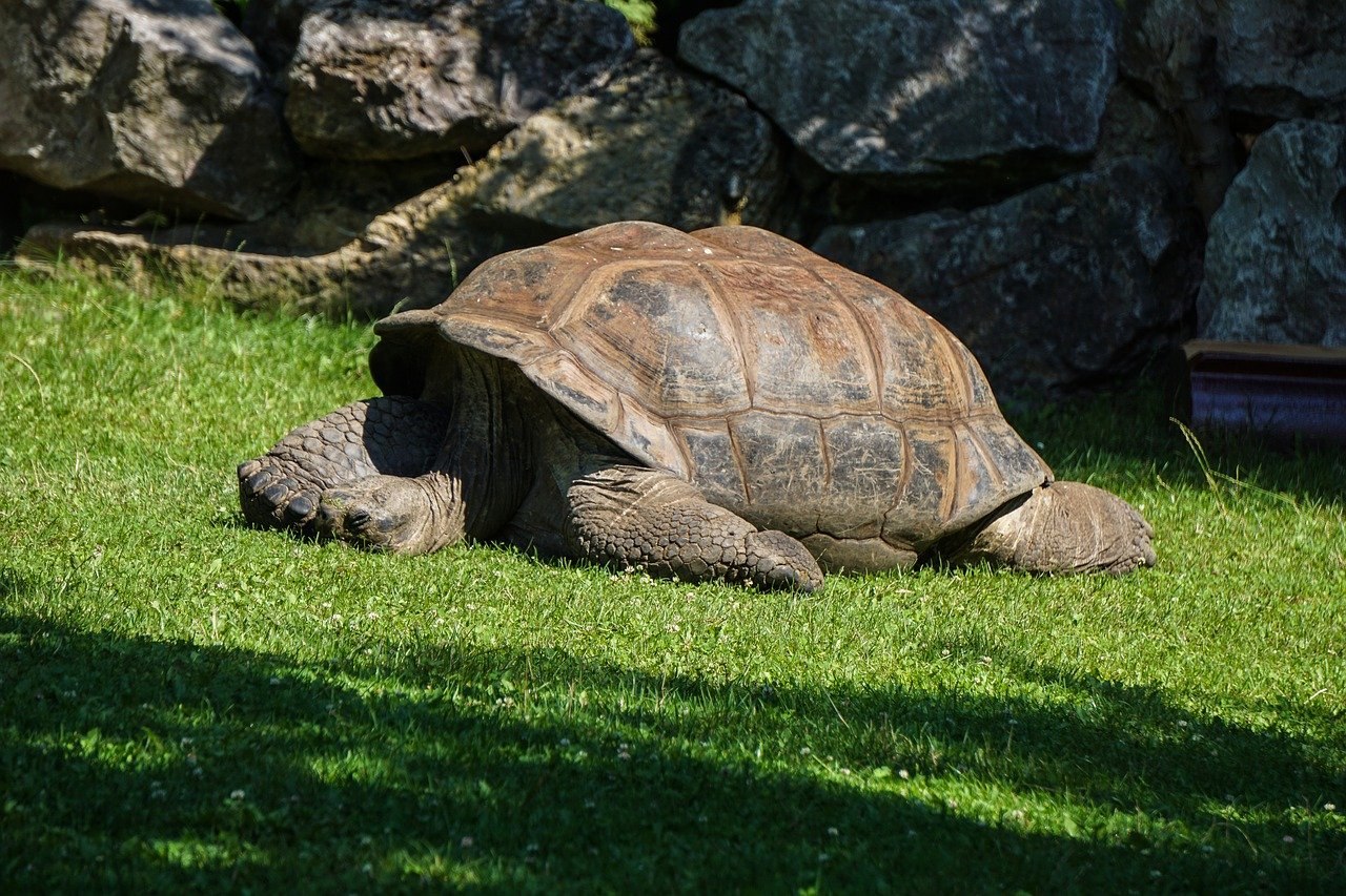 Черепахи весной. Галапагосская черепаха. Черепаха алагба. Черепаха Тартаруга. Гигантская сухопутная черепаха.