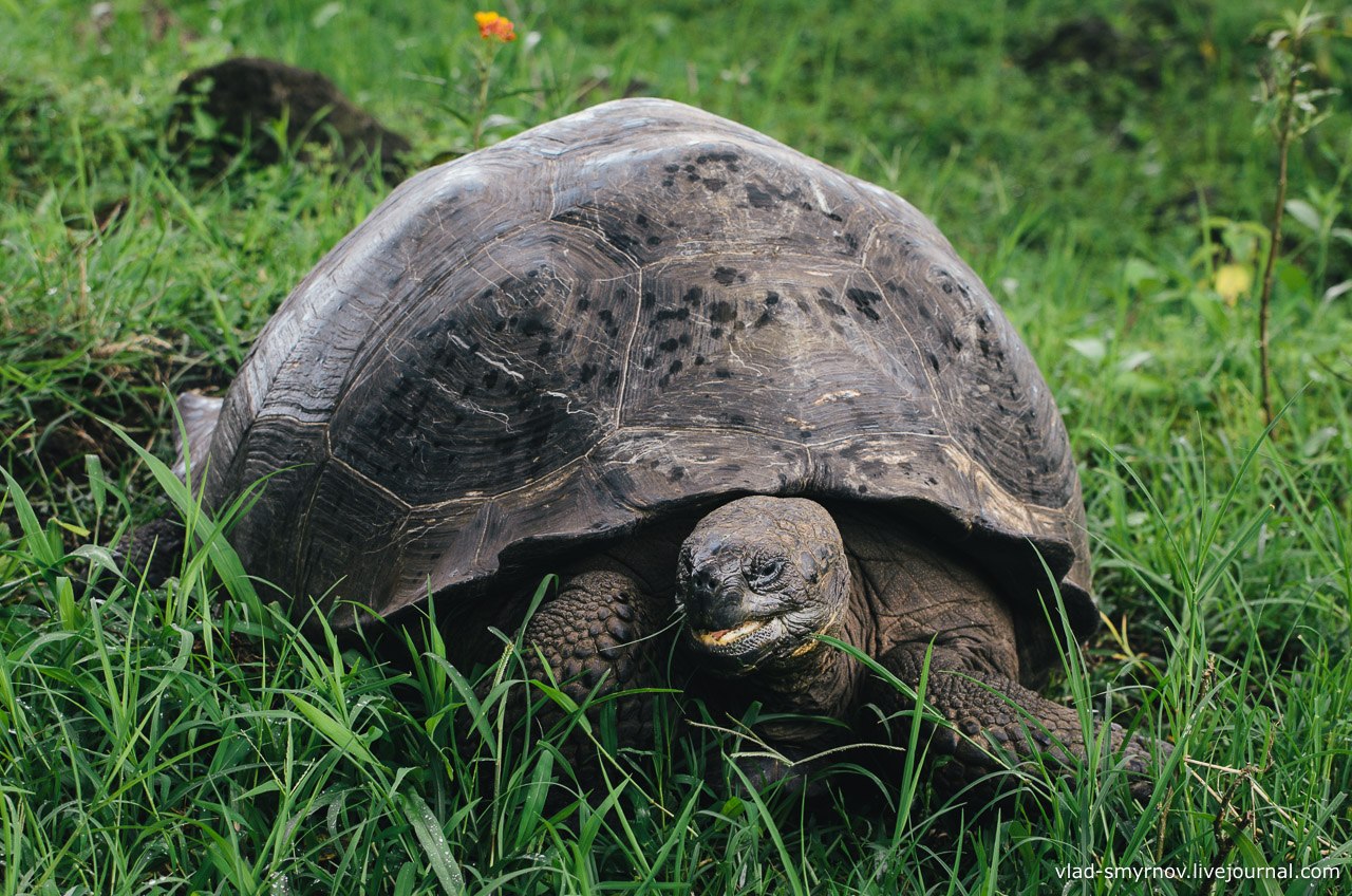 Слоновая черепаха среда обитания. Галапагосская черепаха. Галапагосская слоновая черепаха. Галапагосские острова черепахи. Санта Крус Галапагосские острова черепахи.