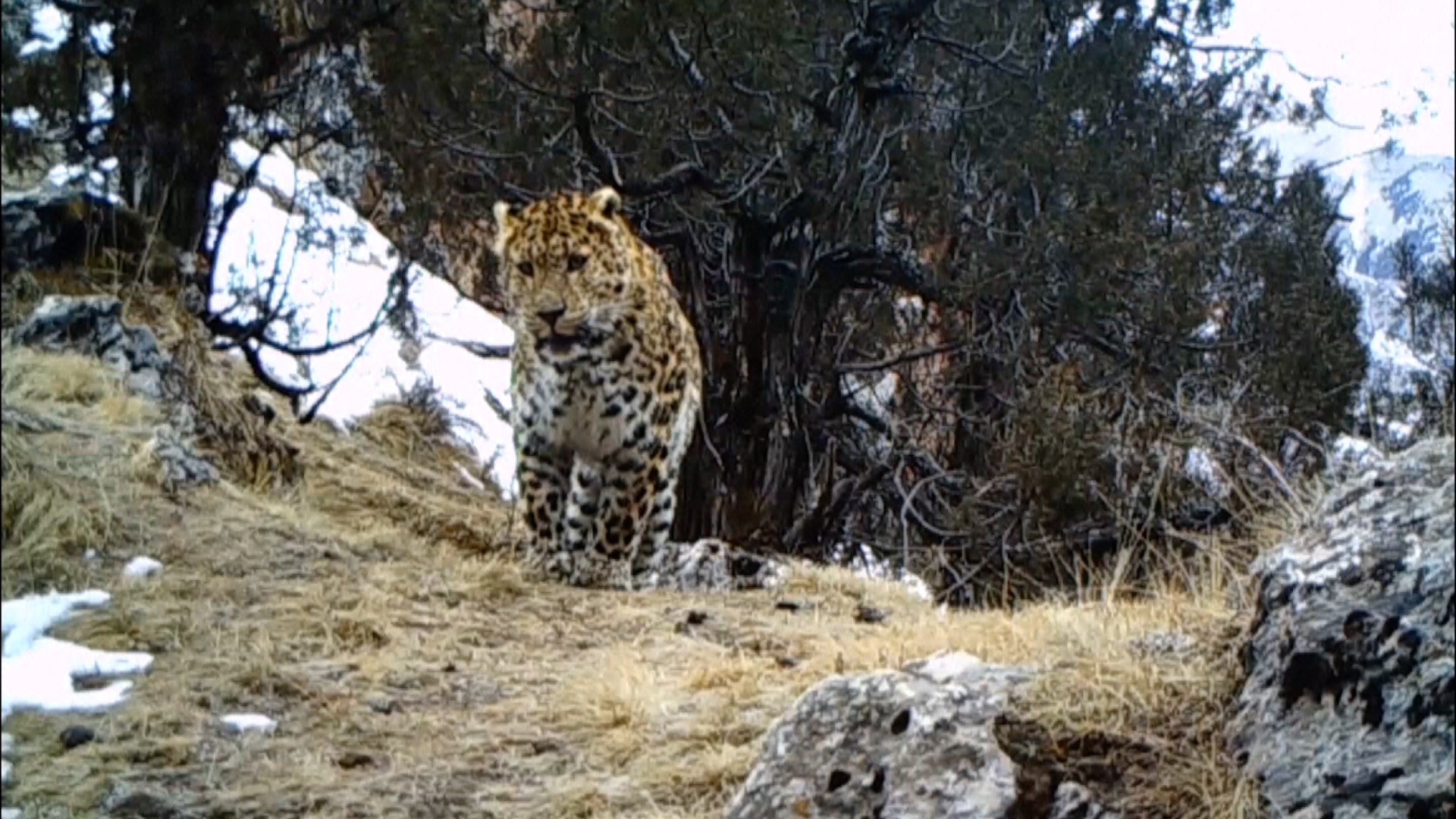 Найди леопарда на фото в горах ответ