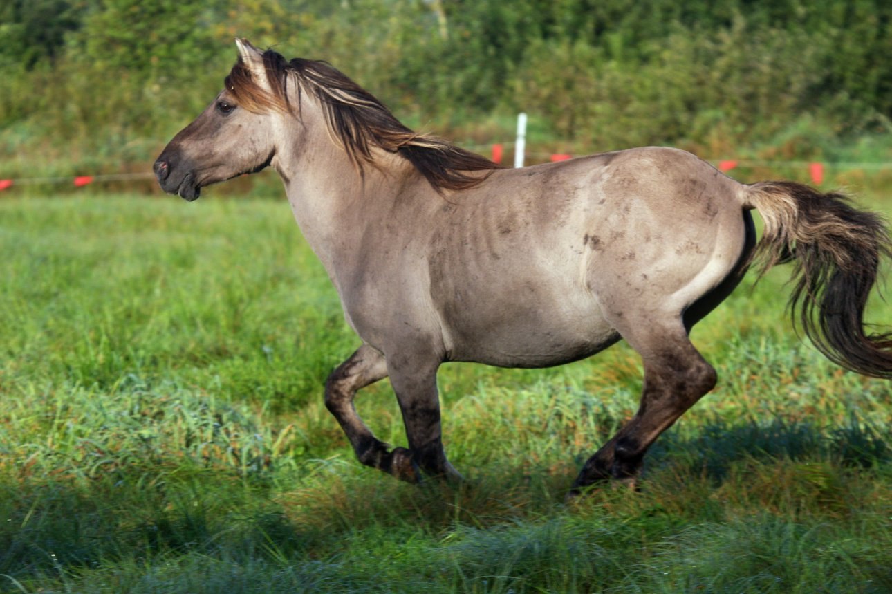 Дикая лошадь тарпан (68 фото) - красивые фото и картинки pofoto.club