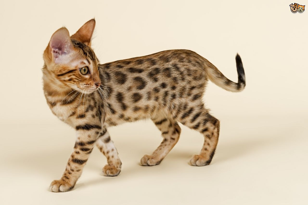 Рассмотрите фотографию кошки дикого окраса породы бенгальская. Бенгальская кошка табби. Оцикет мраморный. Пятнистый табби. Азиатская табби кошка.