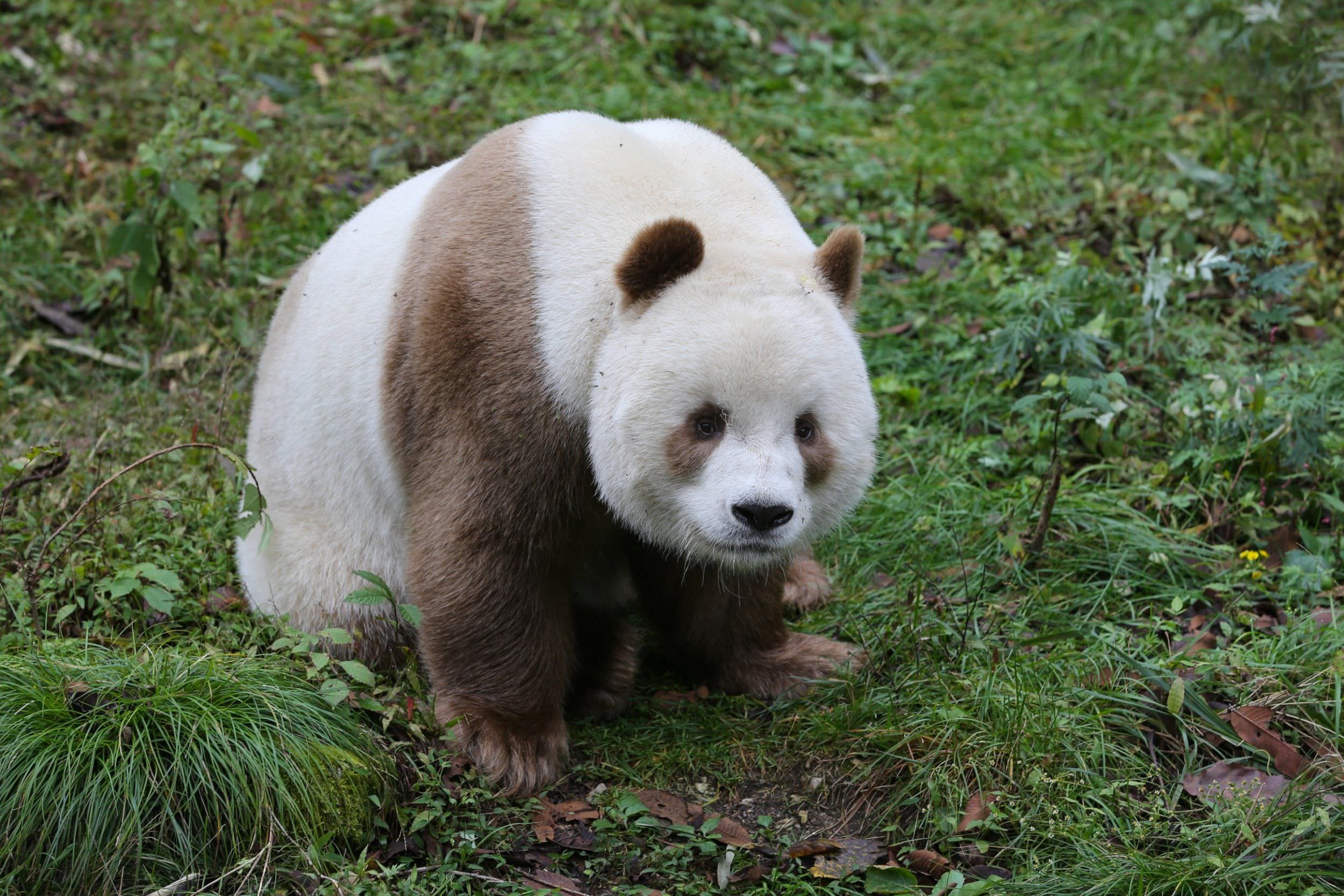 Окрас медведей. Циньлинская Панда. Панда Кизай. Панда альбинос. Большая коричневая Панда.