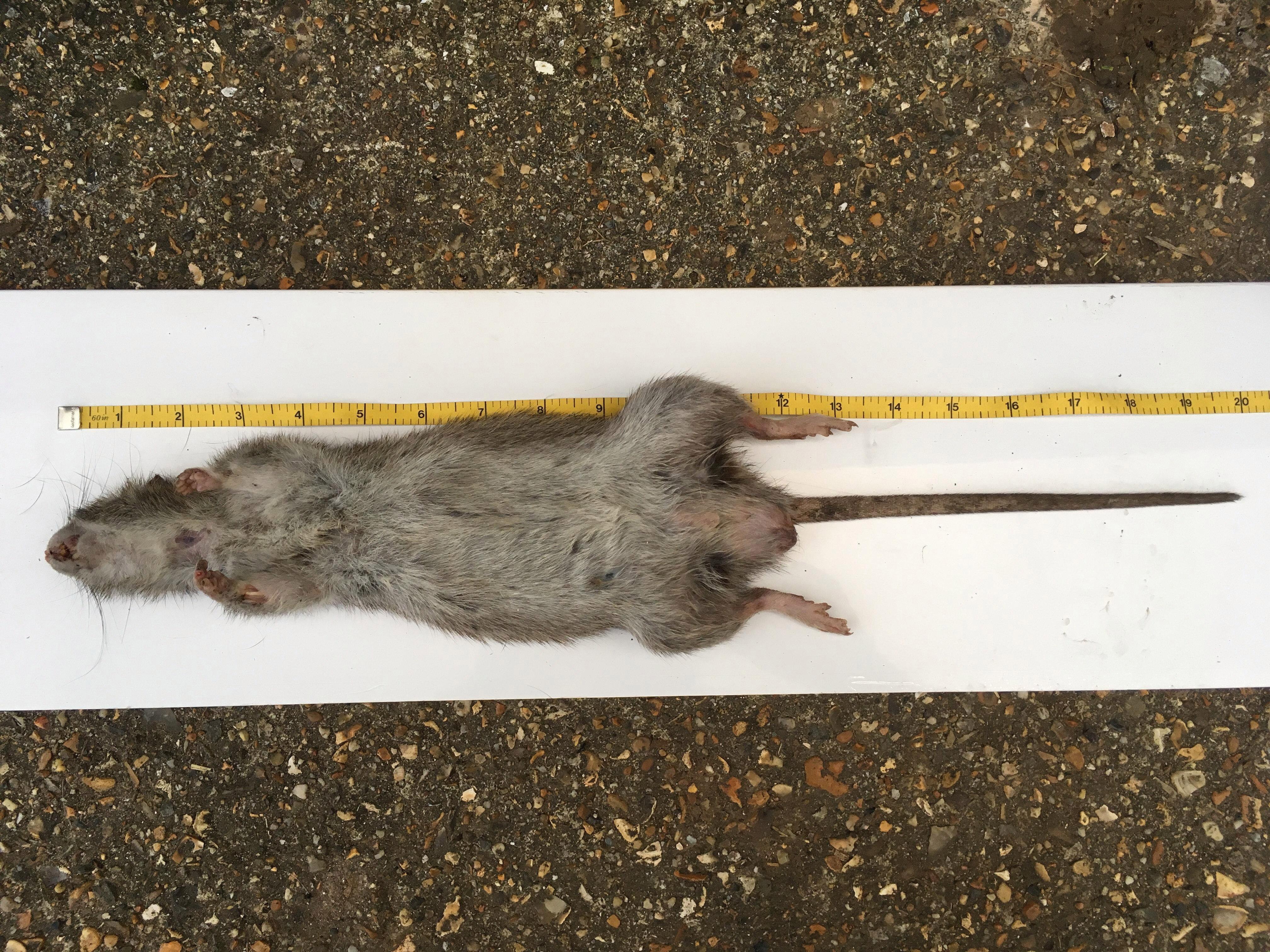 Длинные мыши. Самая большая крыса в мире размер. Самая большая крыса в Московском метро. Большая крыса подвальные крысы. Серая большая крыса Пасюк.
