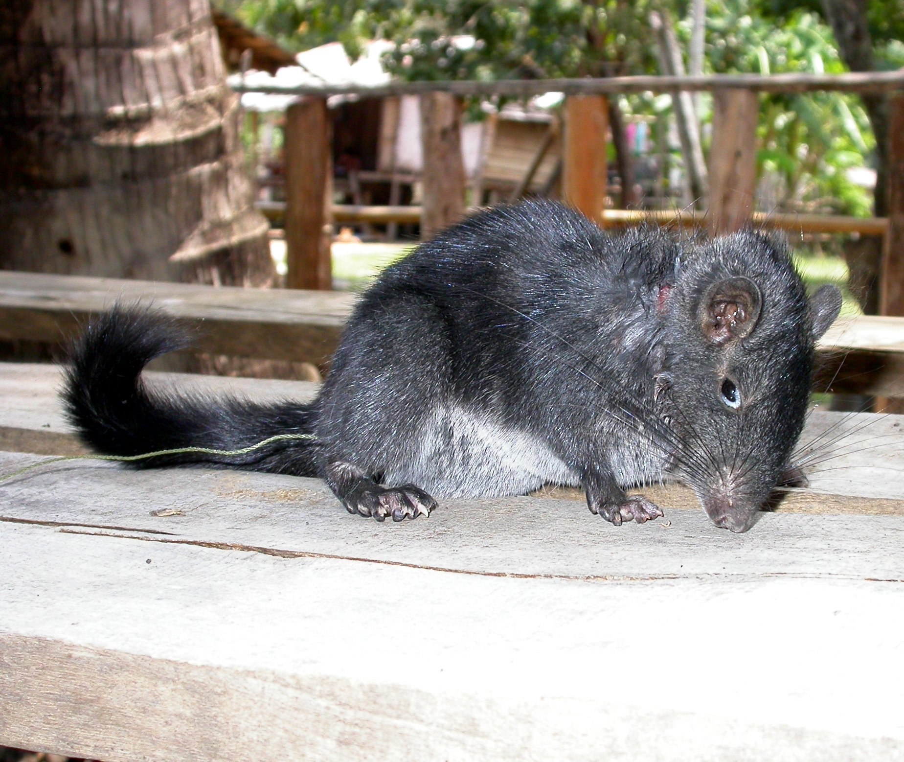 Черный зверек похожий. Лаосская Скальная крыса. Крыса Лонг Эванс. Крыса с пушистым хвостом. Крыса с мохнатым хвостом.