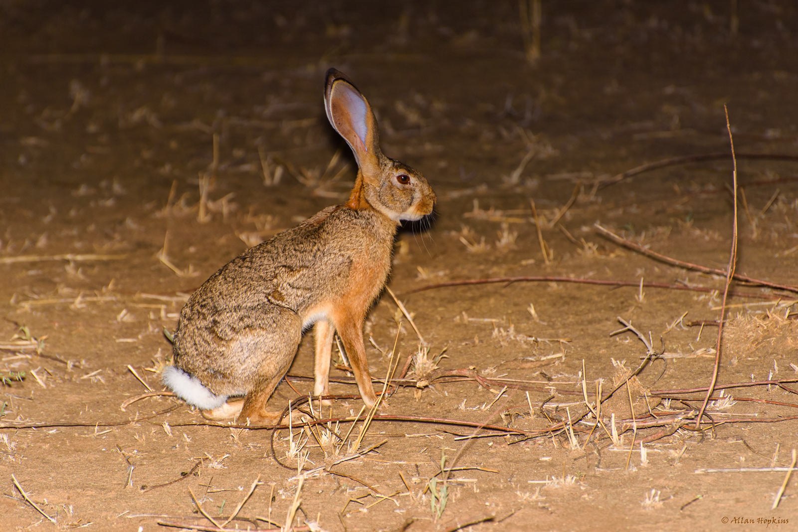 Bunolagus monticularis