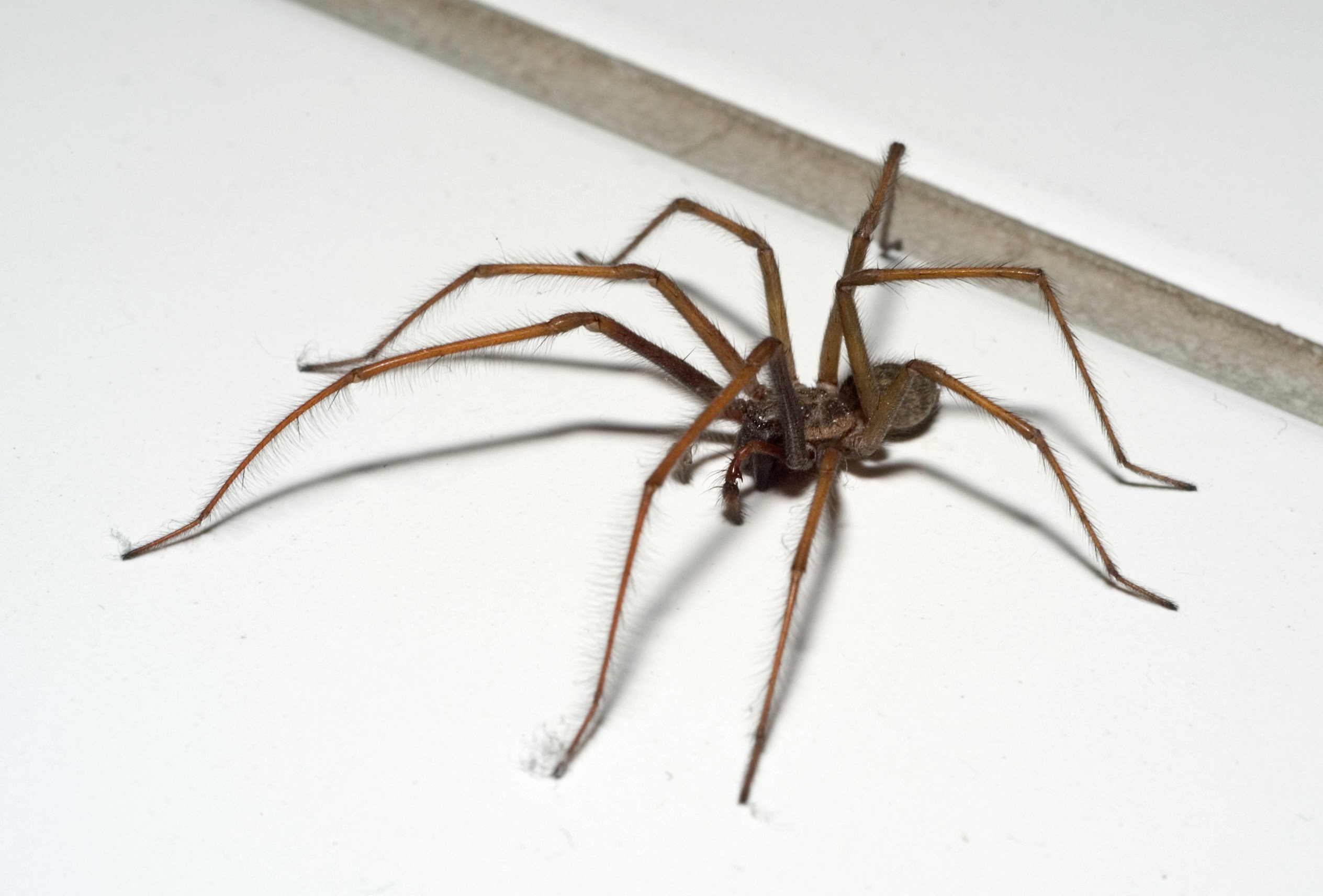 Большой домашний паук. Домовой паук Tegenaria Agrestis. Чердачный паук (Tegenaria atrica). Тегенария домовая. Луговой паук тегенария.