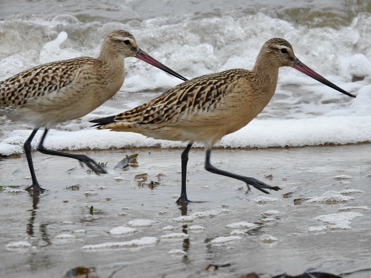 Малый веретенник. Limosa lapponica. Малый веретенник птица. Кулик веретенник.