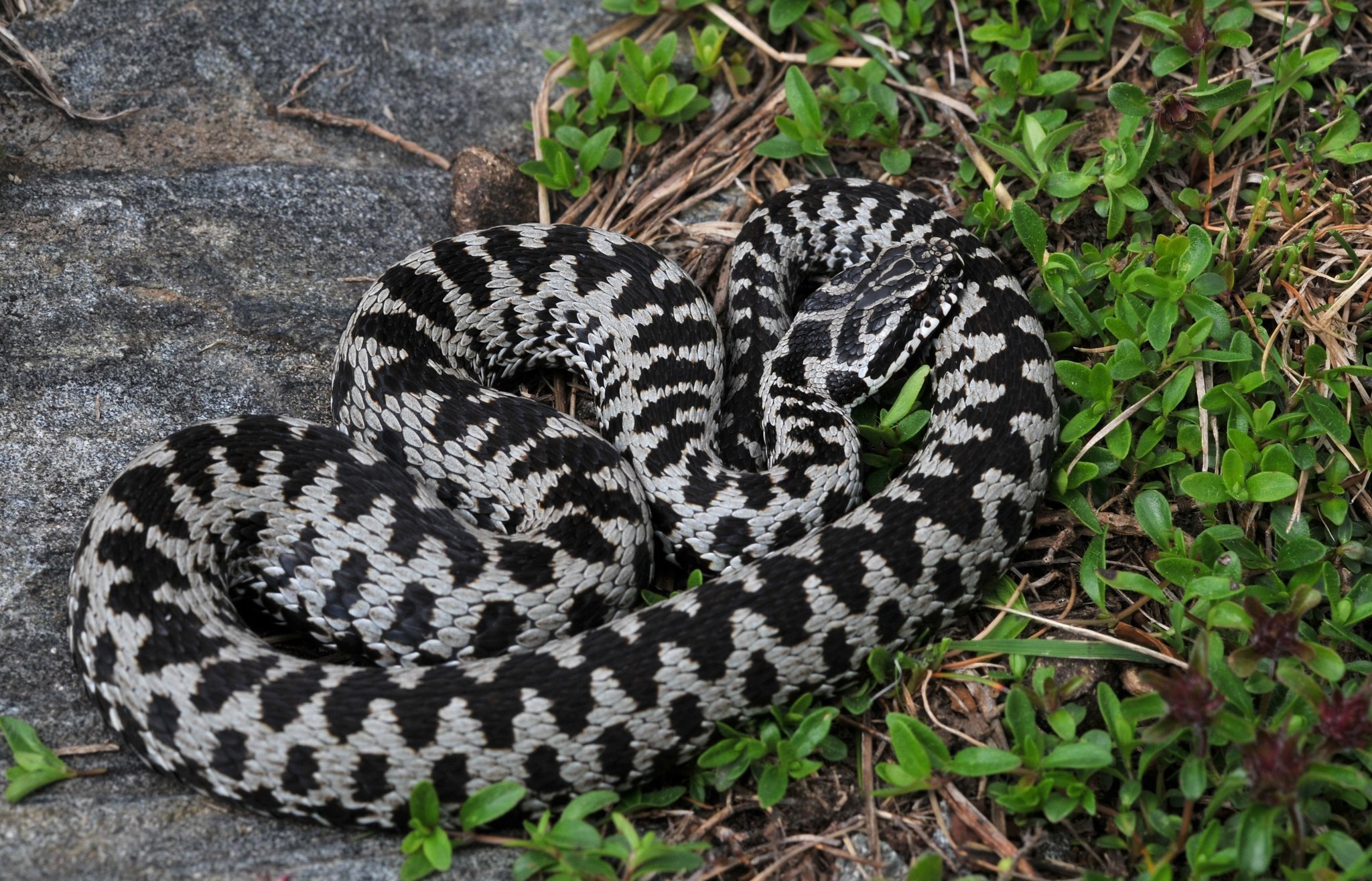 Гадюка змея фото и описание в наших лесах как выглядит
