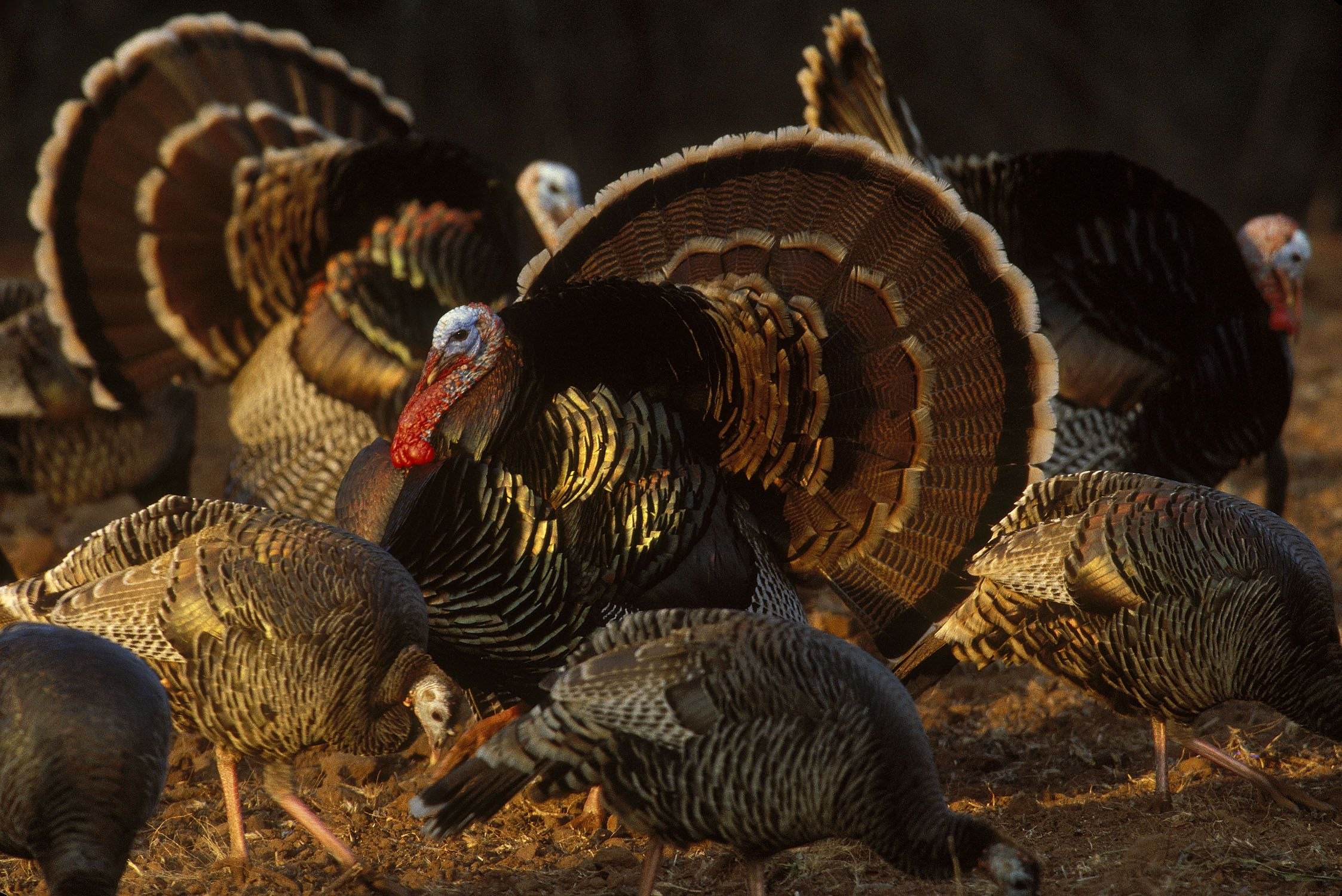 Домашняя индейка. Wild Turkey индюк. Отряд куриные семейство индейковые. Индюшата отряд Курообразные. Курообразные индюк.