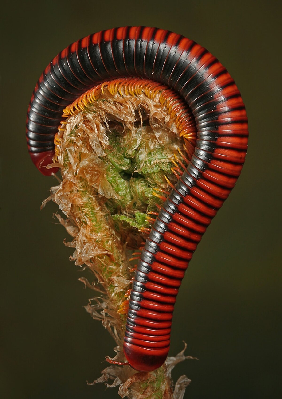 Страшный мир насекомых. Гигантский кивсяк Archispirostreptus Gigas. Кивсяки: Xenobolus Carnifex «Red».