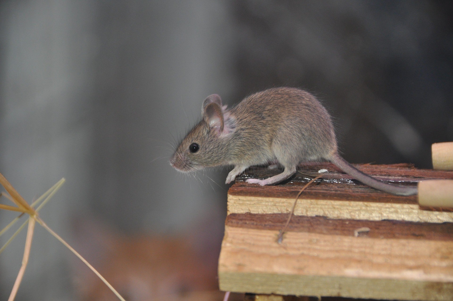 Наведи мышку. Mus musculus домовая мышь. Серая домовая мышь домовая. Мышь домовая серая. Мышка серая.