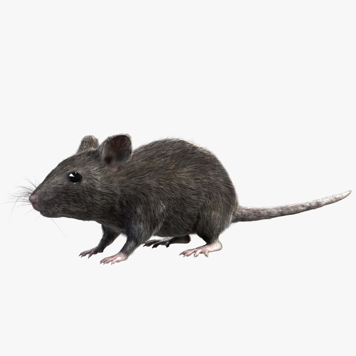 Серая мышь читать полностью. Серая мышь. Мышка серая. Домовая мышь. Мышь обычная серая.