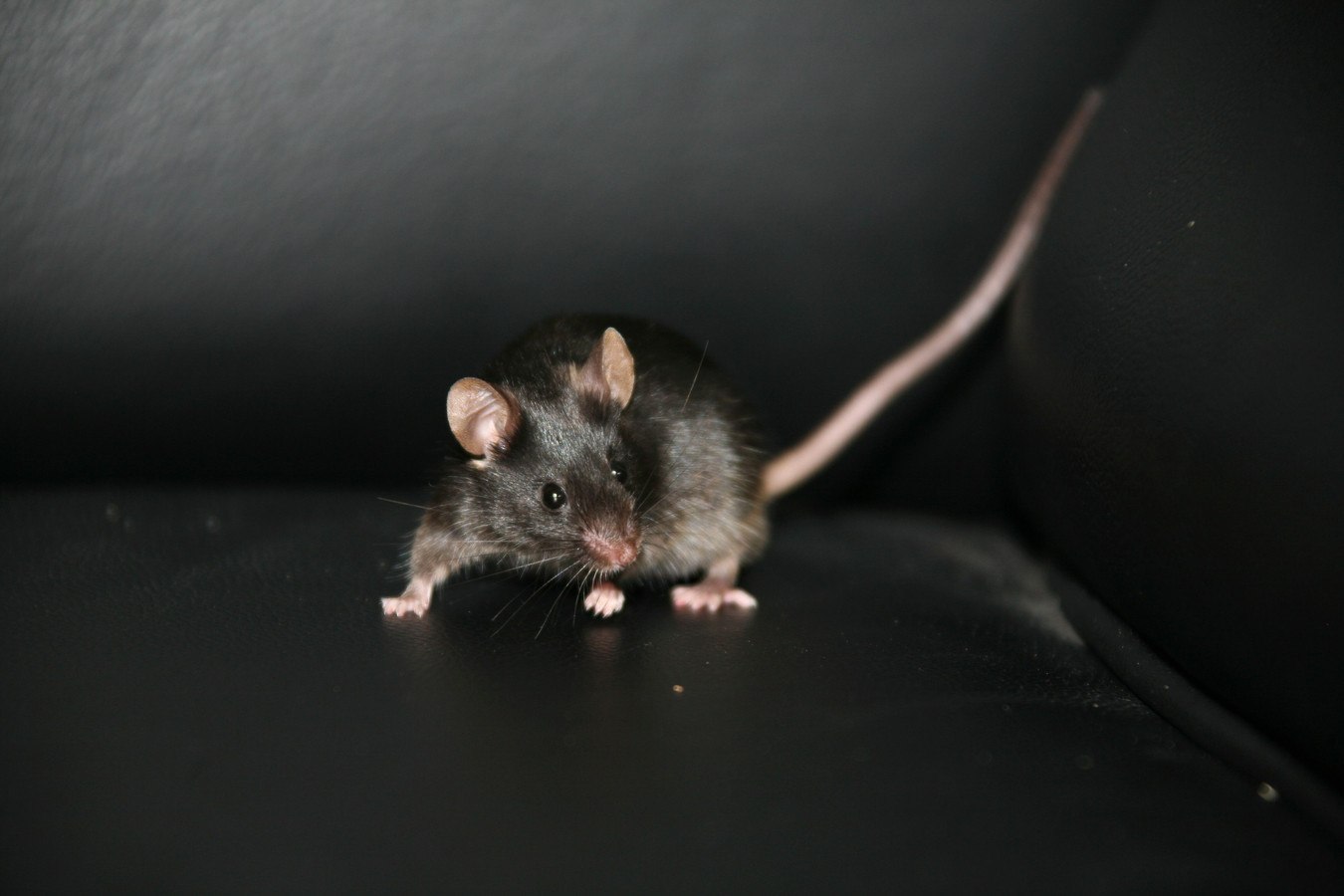 Мышь рост. Мышь черная домовая. Черная мышка.