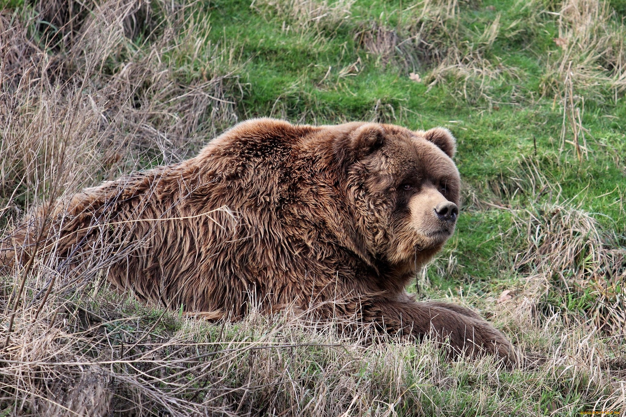 Какие медведи крупнее. Бурый медведь Кадьяк. Большой бурый медведь Кадьяк. Уссурийский бурый медведь. Сибирский бурый медведь самый большой.