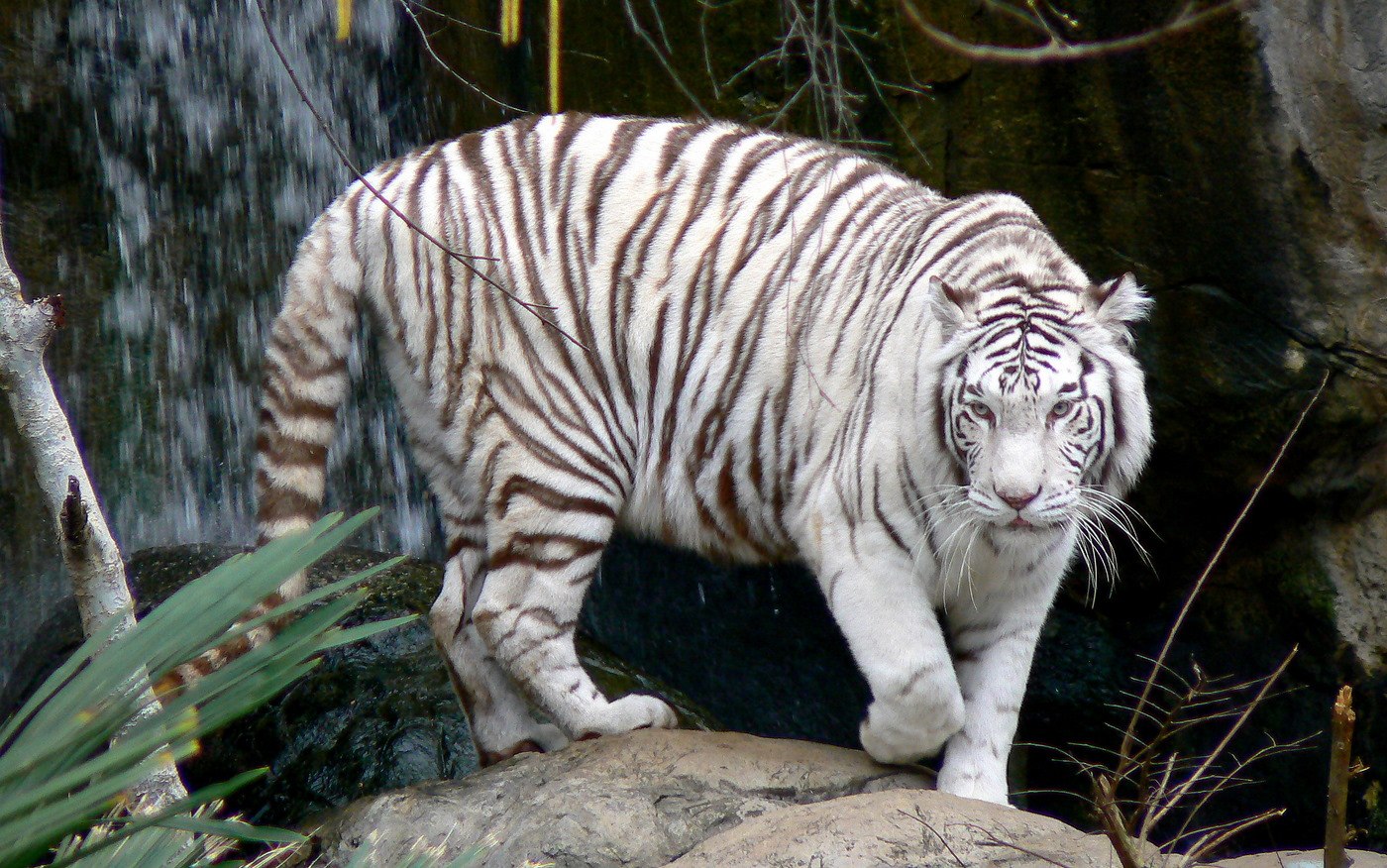Бенгальские тигры пенза. Бенгальский тигр альбинос. Уссурийский тигр альбинос. Суматранский тигр альбинос. Белый бенгальский тигр.