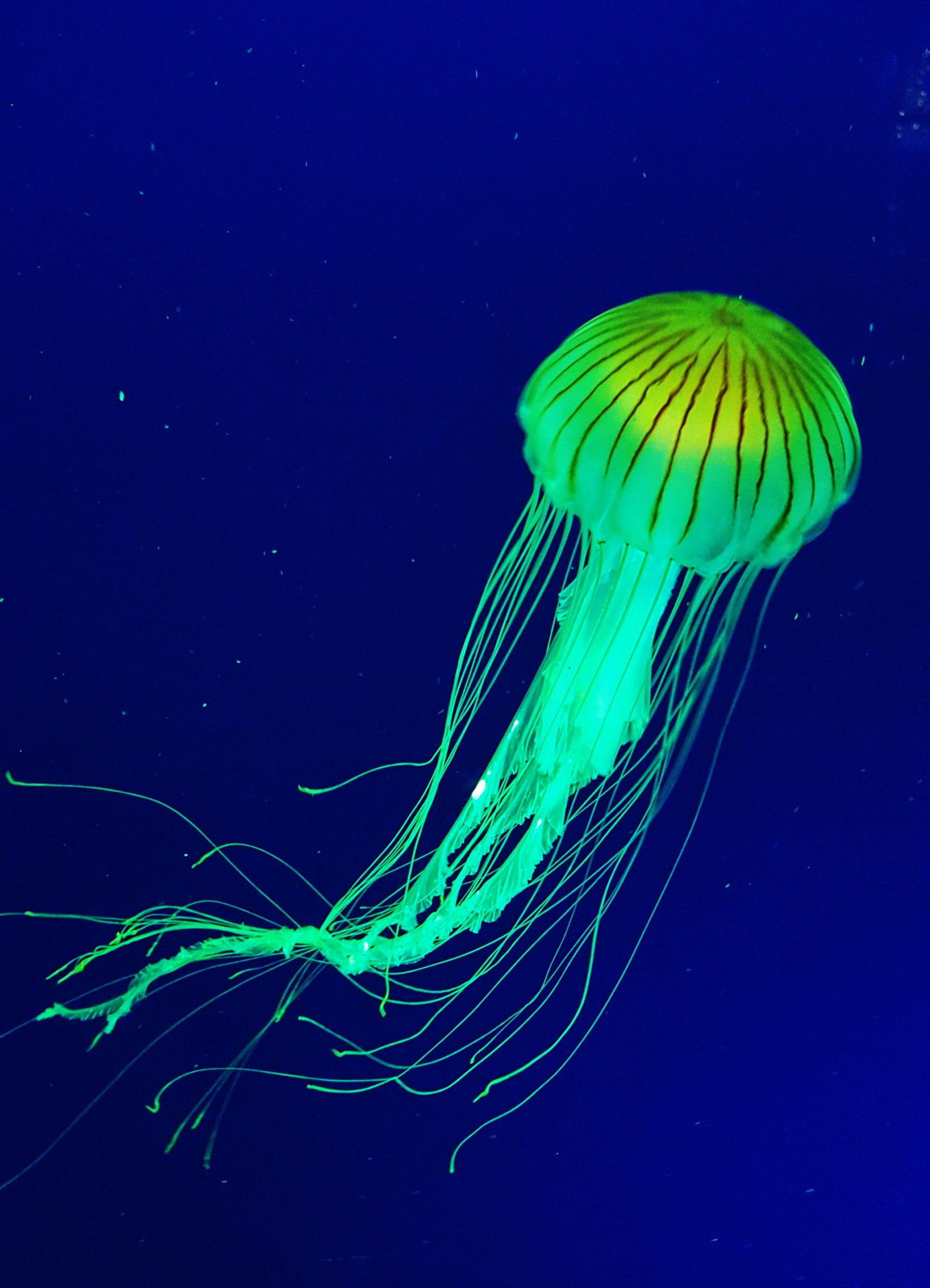 Atolla Jellyfish