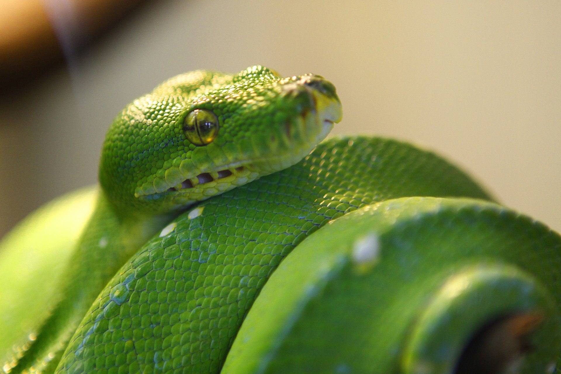 Тайпан глаза изумруды песня. Зелёная мамба змея. Зеленая змея ядовитая мамба. Зеленая мамба (Африканский изумрудный гигант). Носатый полоз Буланже.