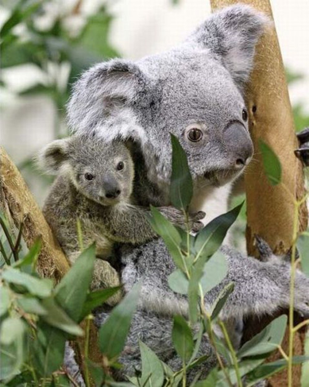 Коала сумка. Коала сумчатое. Коала с детенышем. Коала сумчатое животное с детенышем. Детеныш коалы новорожденный.