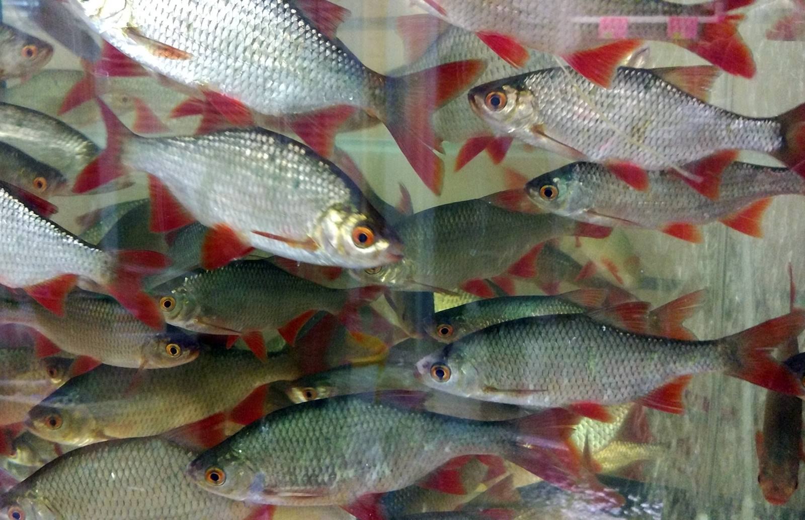 Какой тип питания характерен для красноперой плотвы. Речная рыба красноперка. Рыба красноперка малек. Красноперка Волжская. Плотва и красноперка.