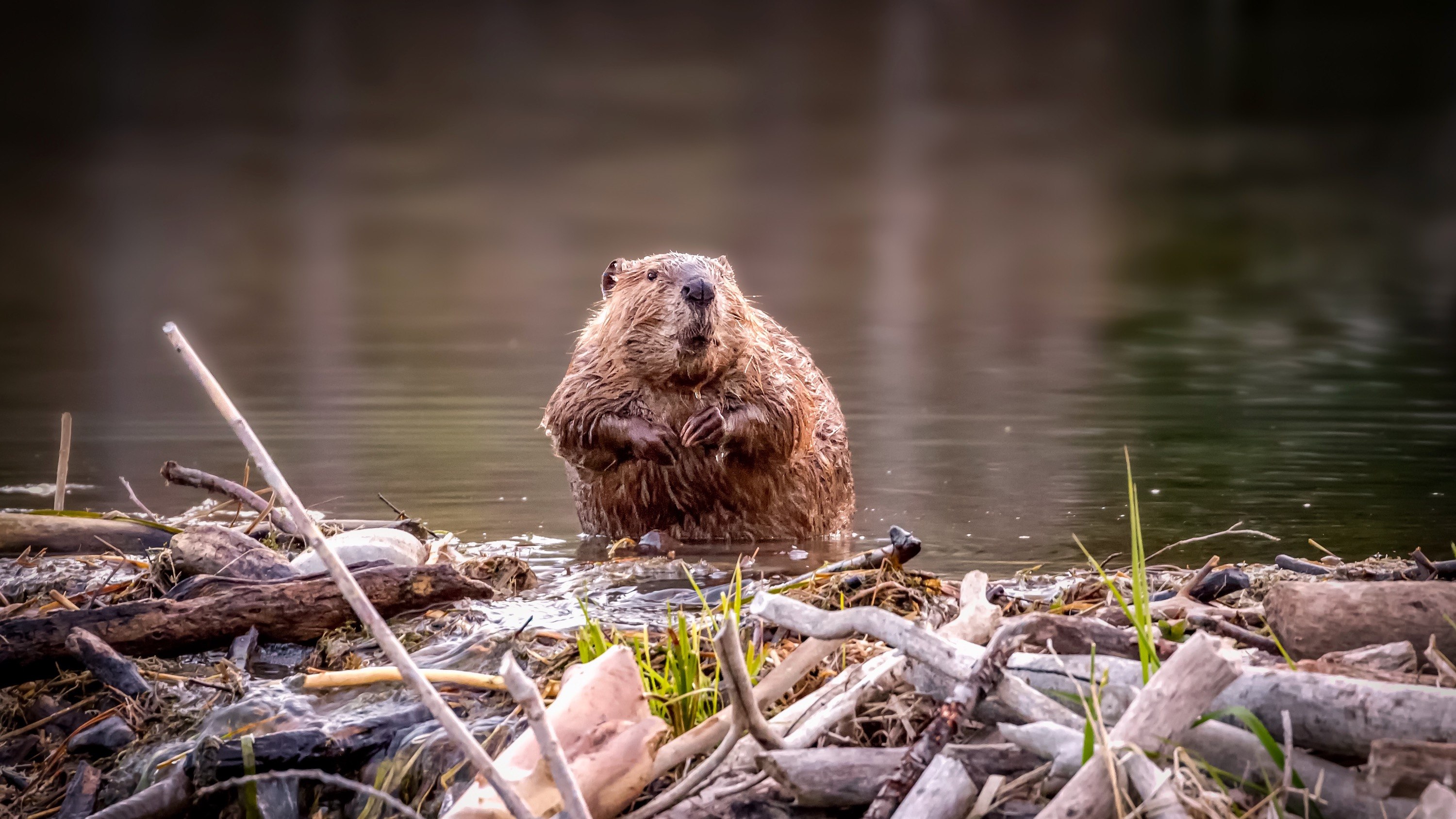 Пк бобры. Канадский Бобр (Castor canadensis). Речной Бобр. Бобр Речной обыкновенный. Азиатский Речной Бобр.