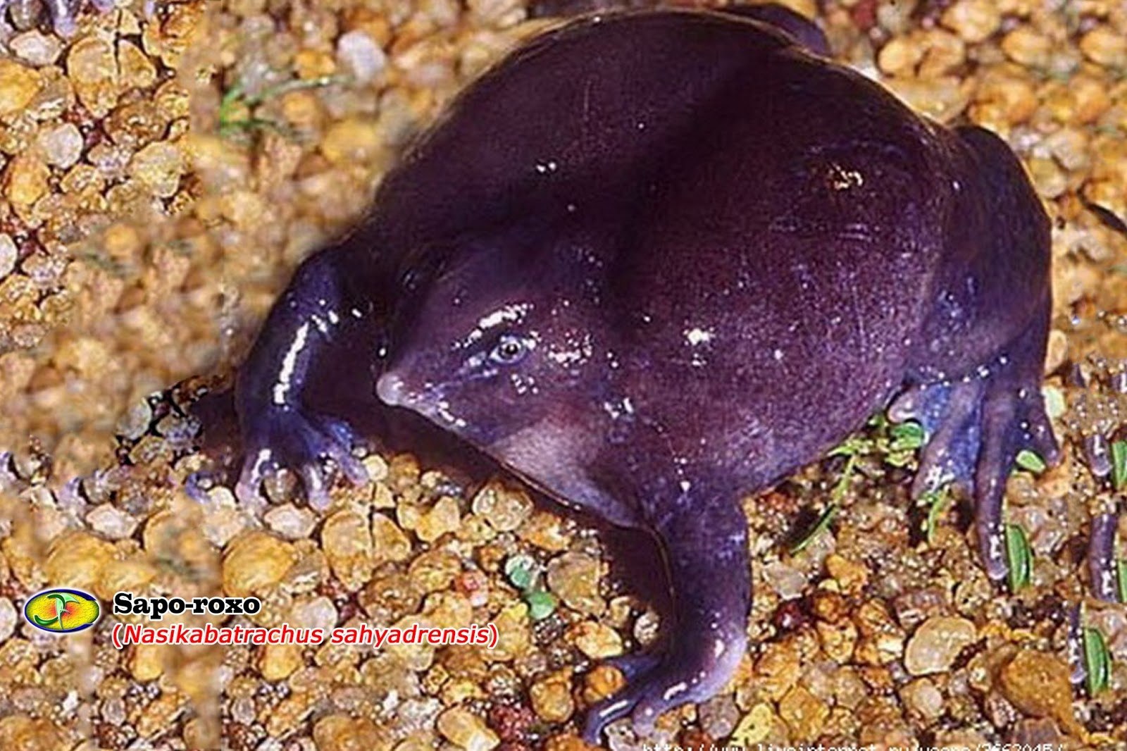 Фиолетовая лягушка. Лягушка Nasikabatrachus sahyadrensis. Пурпурная свиноносая лягушка. Лягушка Арлекин фиолетовая. Индийская пурпурная лягушка.