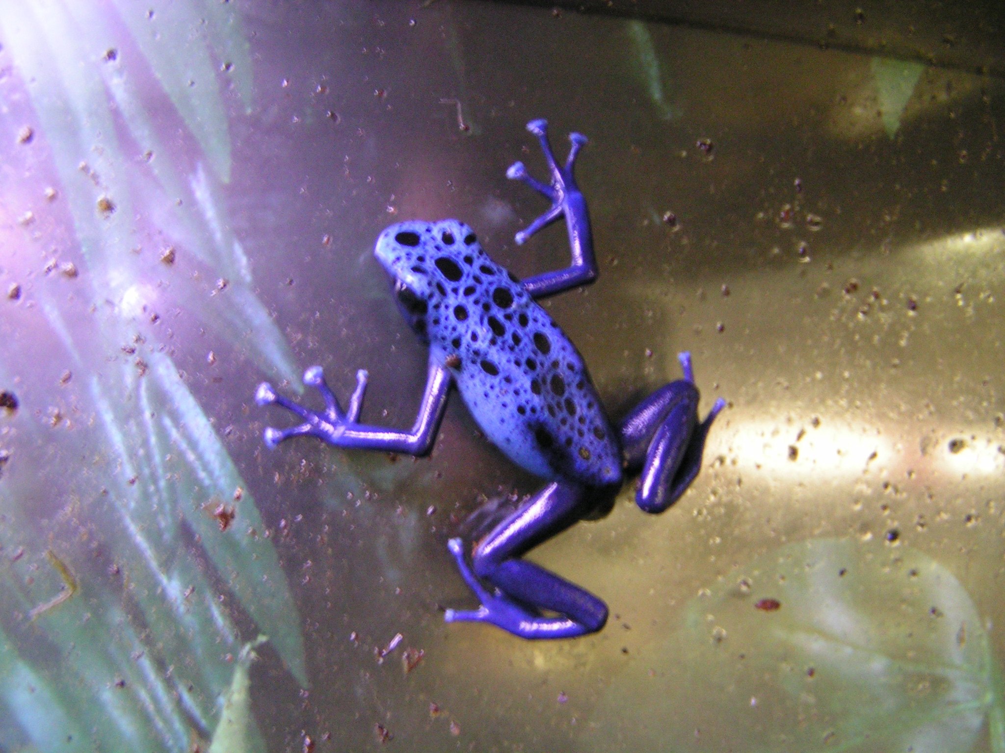 Фиолетовая лягушка. Ядовитые лягушки. Сиреневая лягушка.