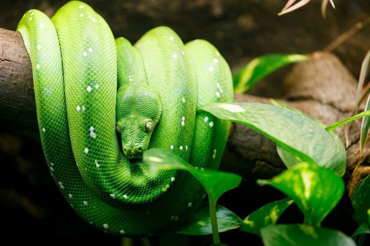Python green