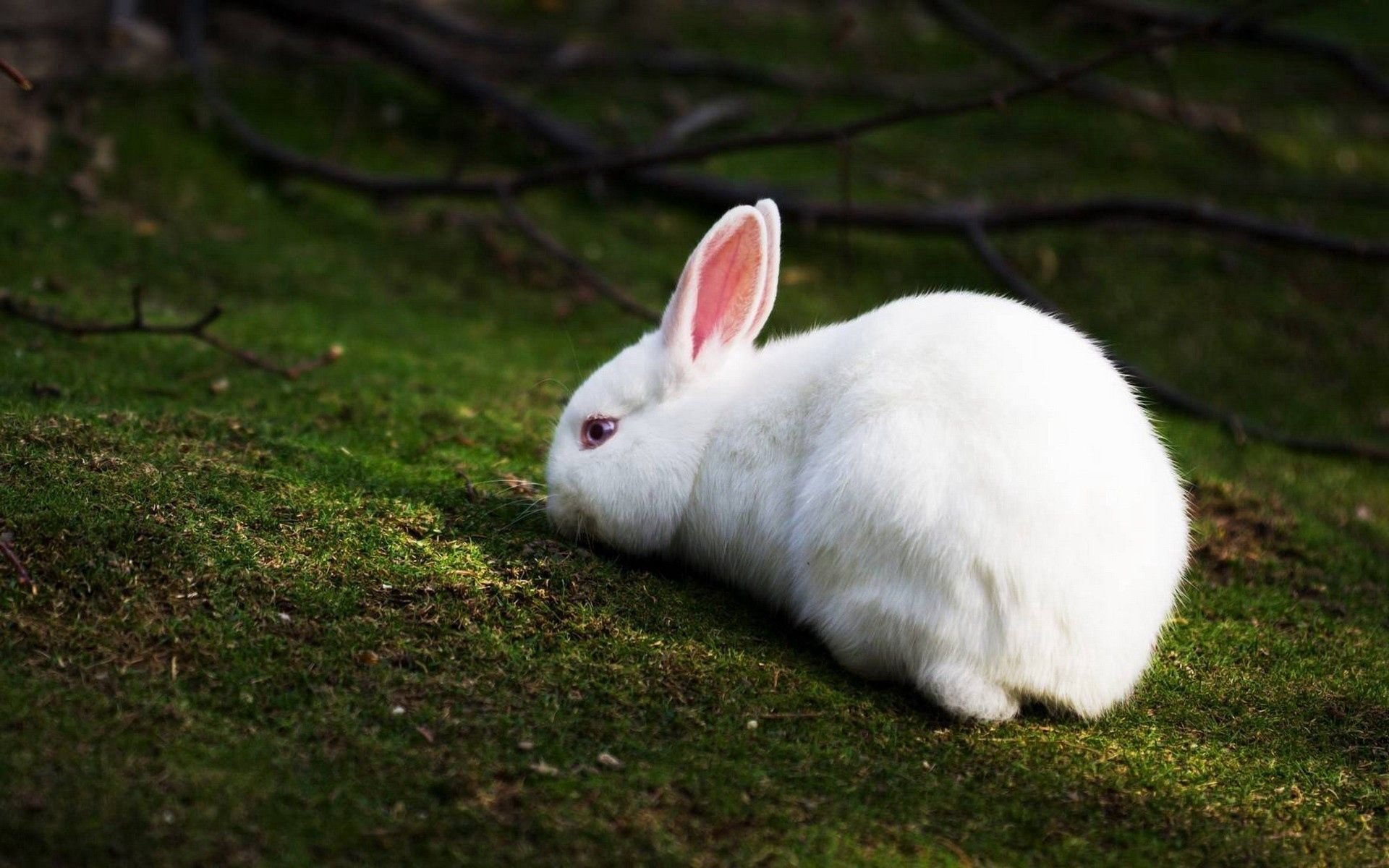 Rabbits картинка. Заяц белый.