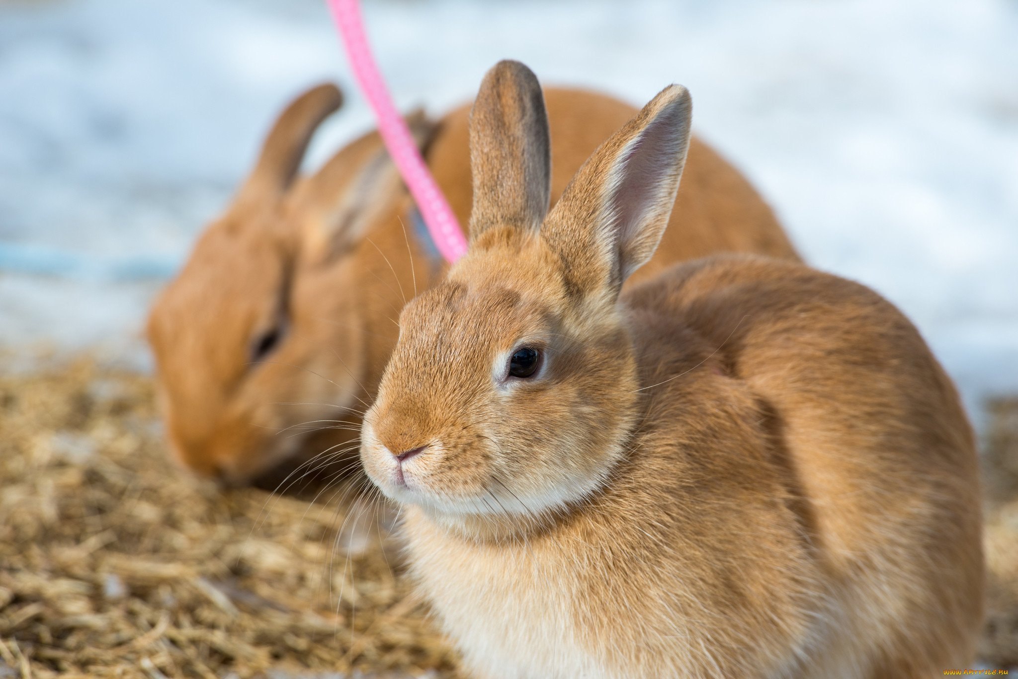Мире животных зайцы. Заяц на рабочий стол. Заяц красный. Популярные зайцы. Картинки на рабочий стол животные кролики.