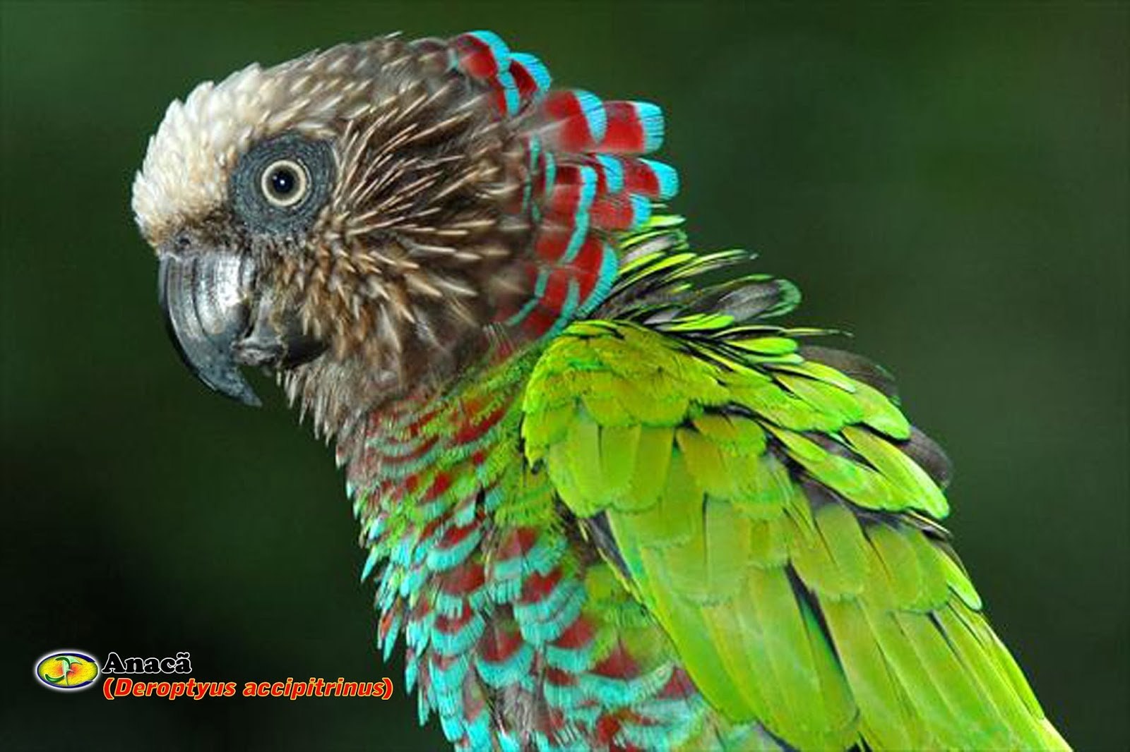 Разноцветное какаду. Веерный Ястребиный попугай. Веерные (ястребиноголовые) попугаи. Попугай Deroptyus accipitrinus. Короткохвостый попугай.