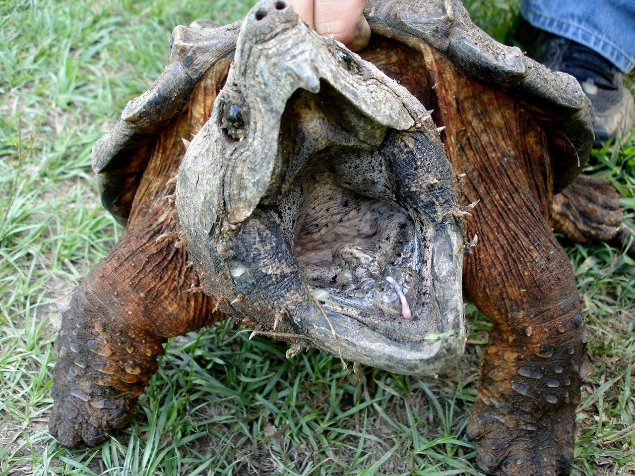 Каймановая и грифовая черепаха