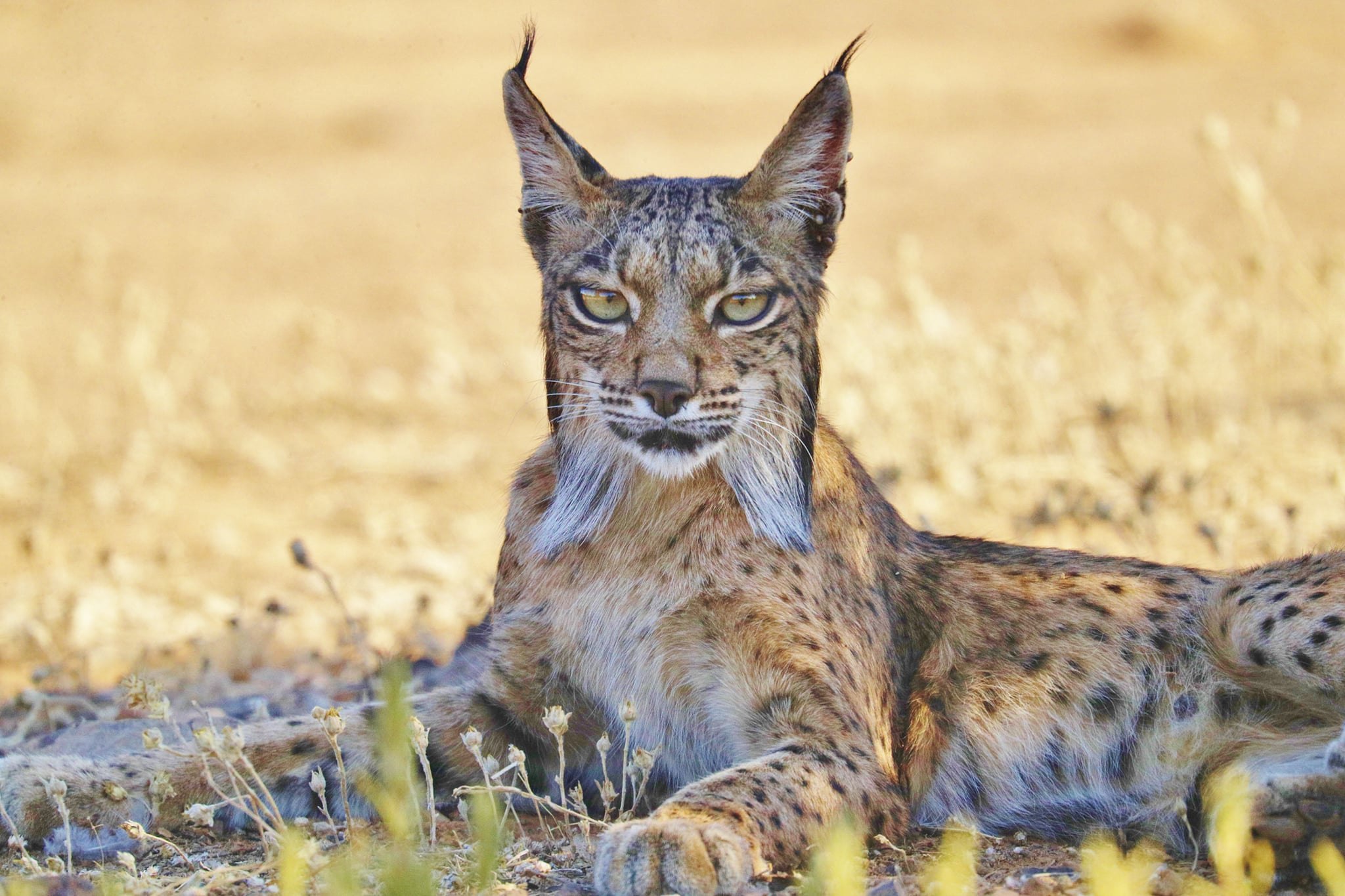 Рысь русский язык. Иберийская Рысь. Пиренейская (испанская) Рысь. Рысь - Lynx Lynx (Linnaeus, 1758). Пиренейская и Иберийская Рысь.